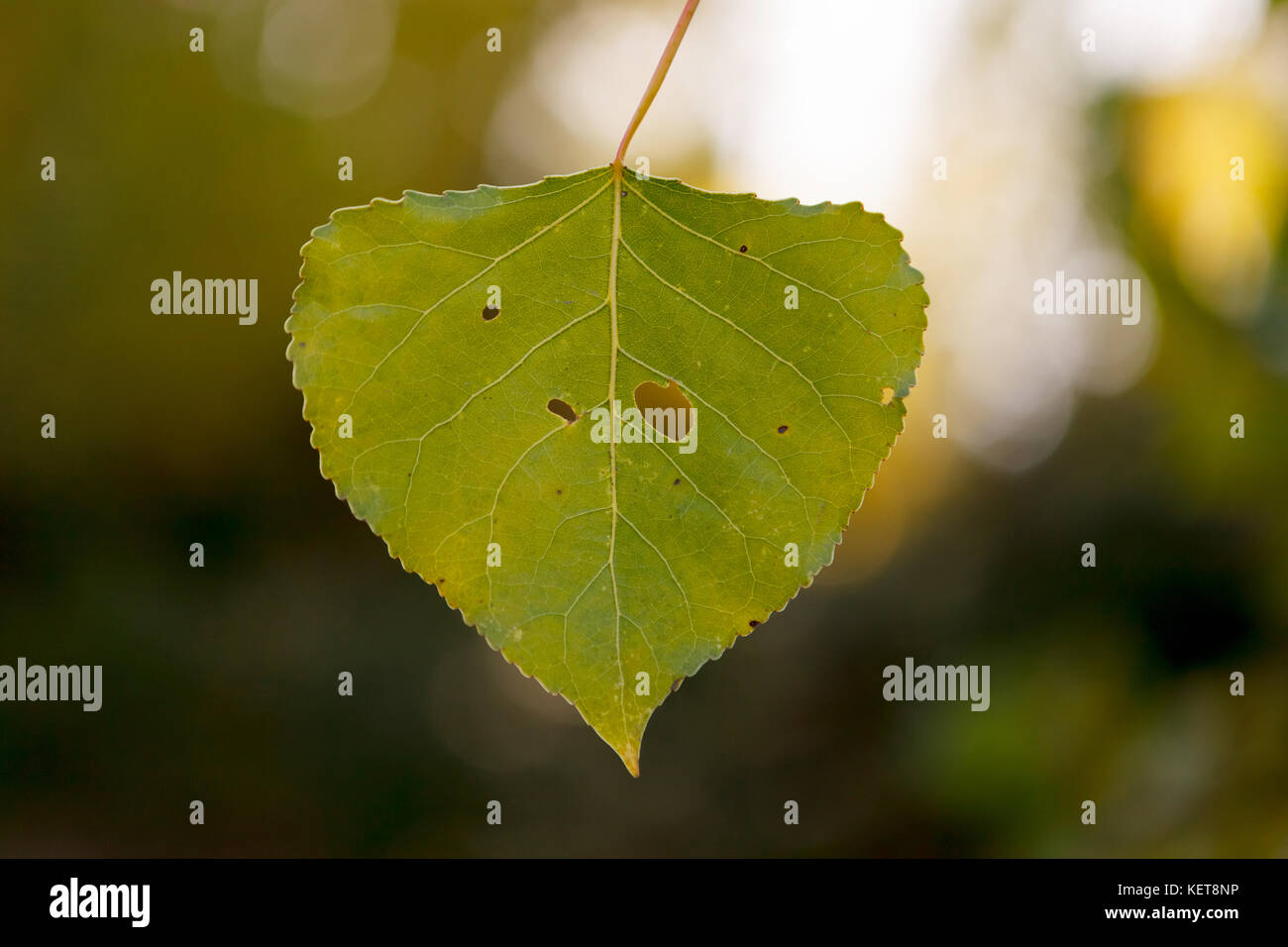 Green leaf close up for background Stock Photo - Alamy