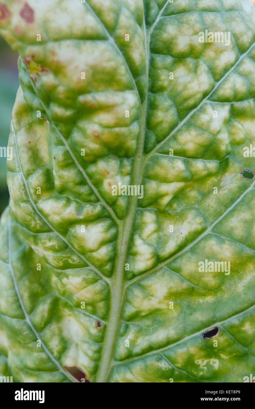 Wrinkled leaves of tobacco in the plant Stock Photo - Alamy