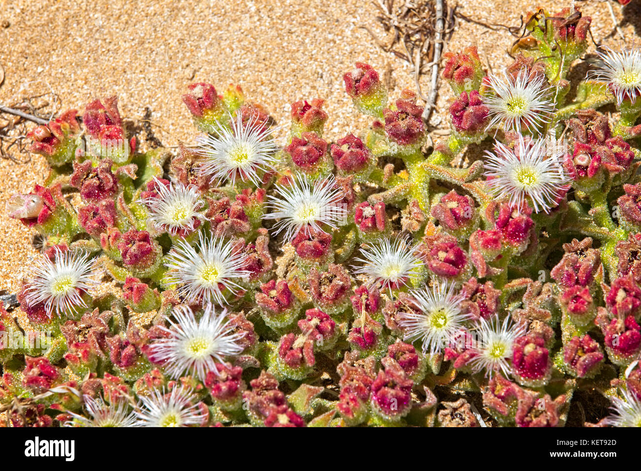 Mesembryanthemum crystallinum (crystalline ice plant) growing on a sandy  beach, Oualidia, Morocco Stock Photo - Alamy