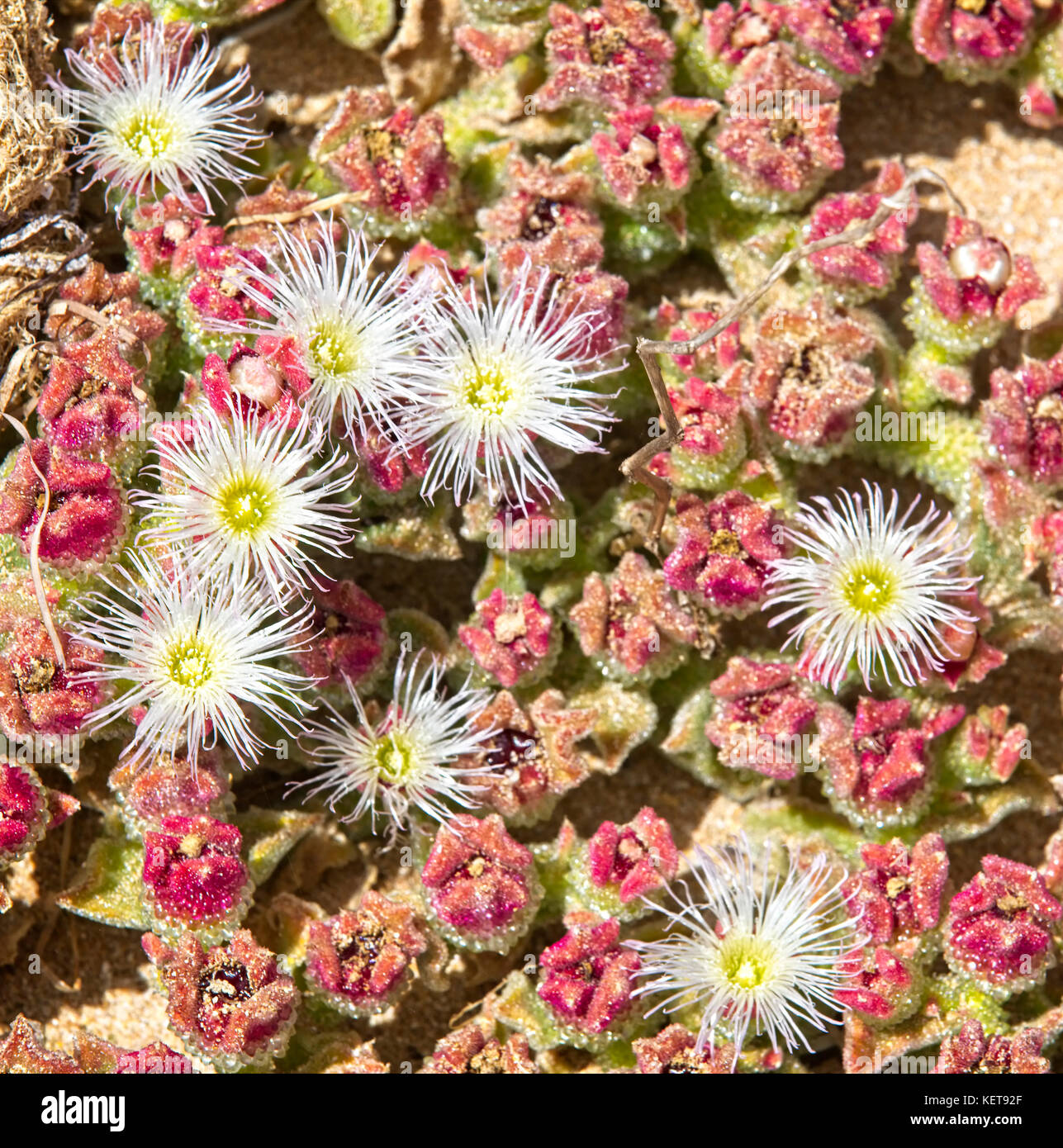 Crystalline Ice Plant