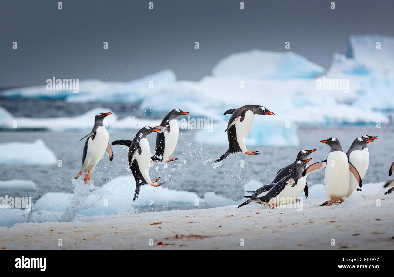 INCREDIBLE images have captured a waddle of Gentoo penguins dancing along the water’s edge like a scene out of hit animation film Happy Feet. The stun Stock Photo