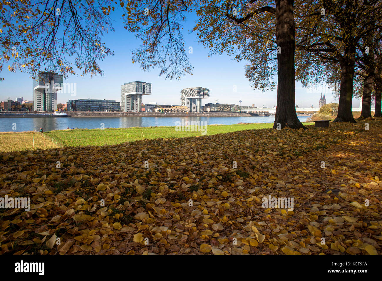Germany, Cologne, trees in the district Deutz, view to the Crane Houses at the Rheinau harbor, on the right sight the cathedral.  Deutschland, Koeln,  Stock Photo