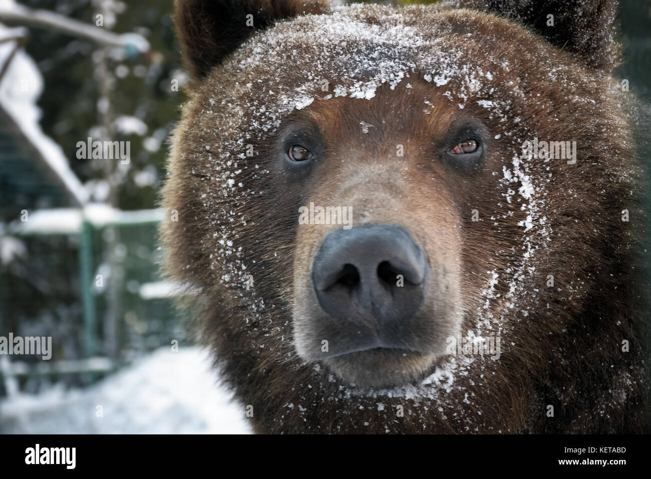 muzzle of a brown bear in snow. curious animal look. focus on eyes Stock Photo