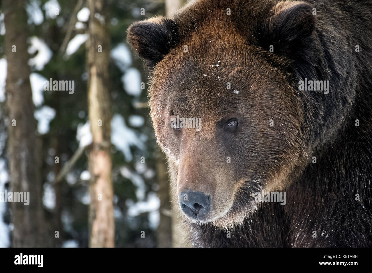 old brown bear staring somewhere. curious animal look. focus on eyes Stock Photo