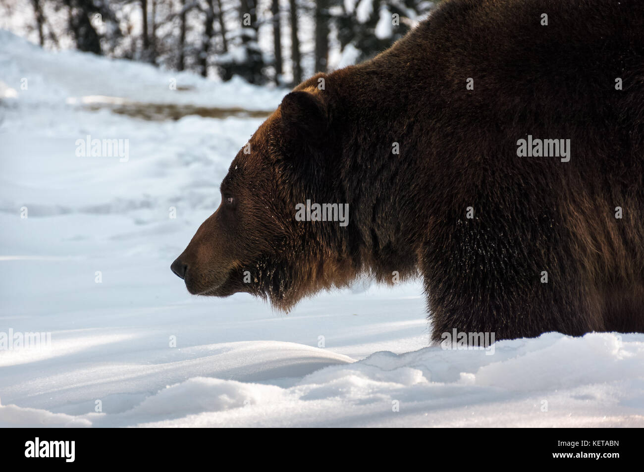 old brown bear hunting in winter forest. animal searching for food Stock Photo