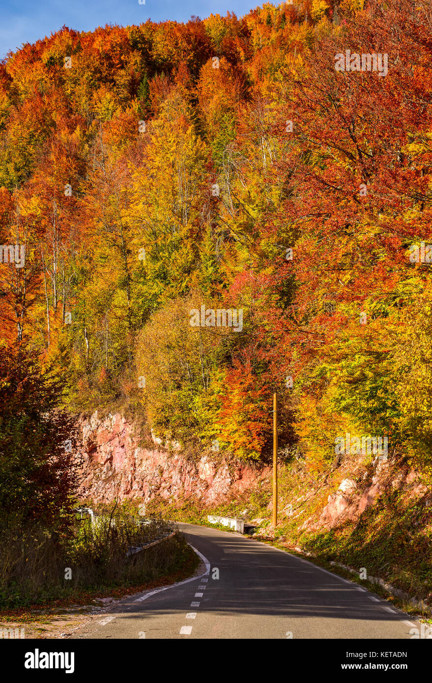 road through forest on a steep slope. beautiful transportation scenery in autumn Stock Photo