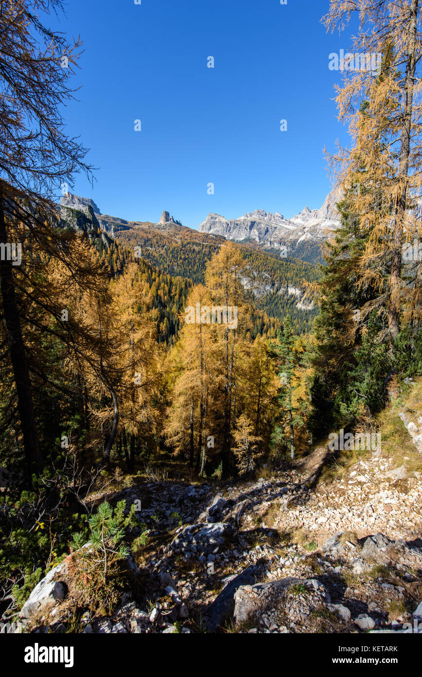 Dolomites. Wonder in the larch forest. Autumn Stock Photo - Alamy