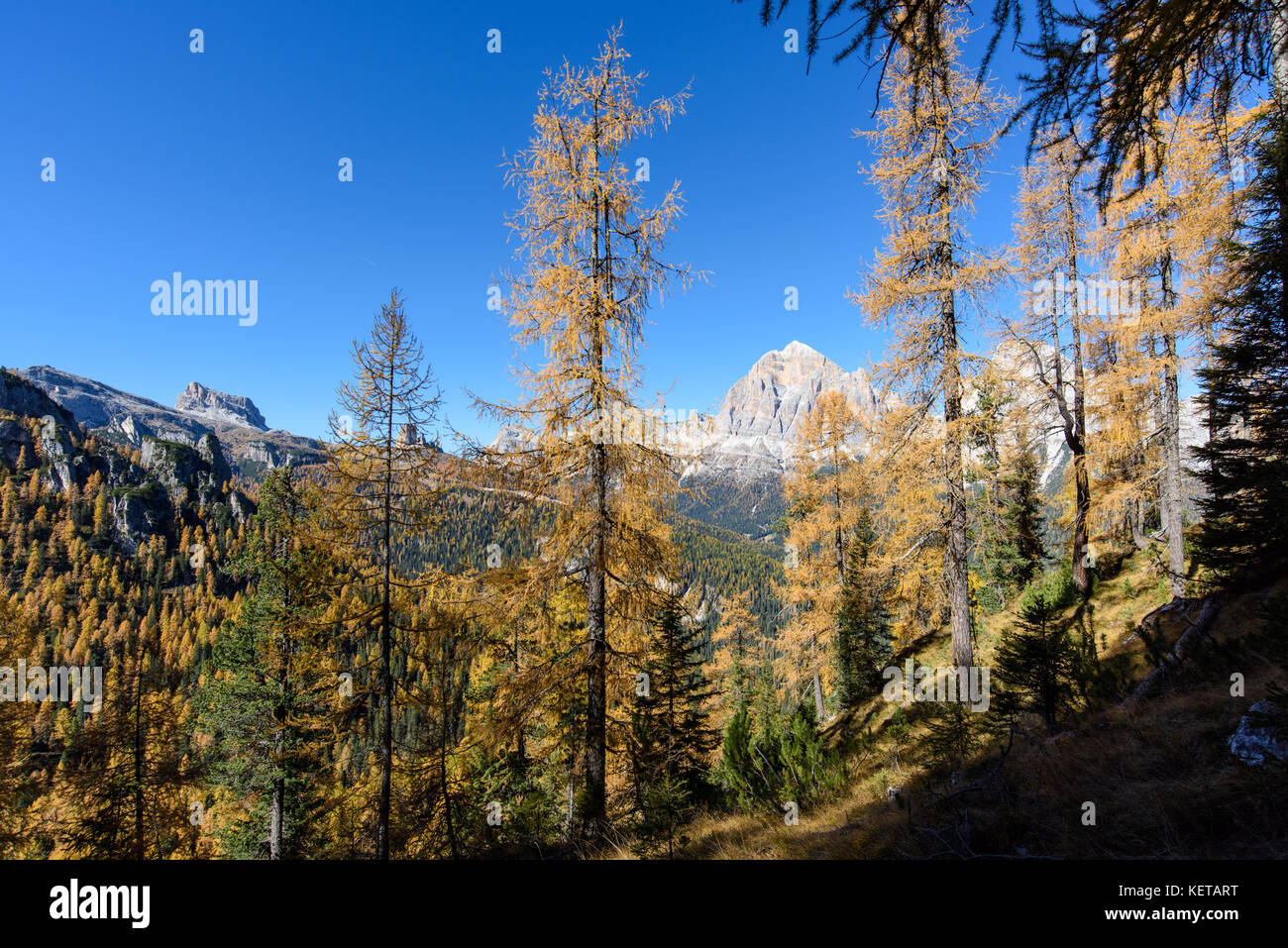Dolomites. Wonder in the larch forest. Autumn Stock Photo - Alamy