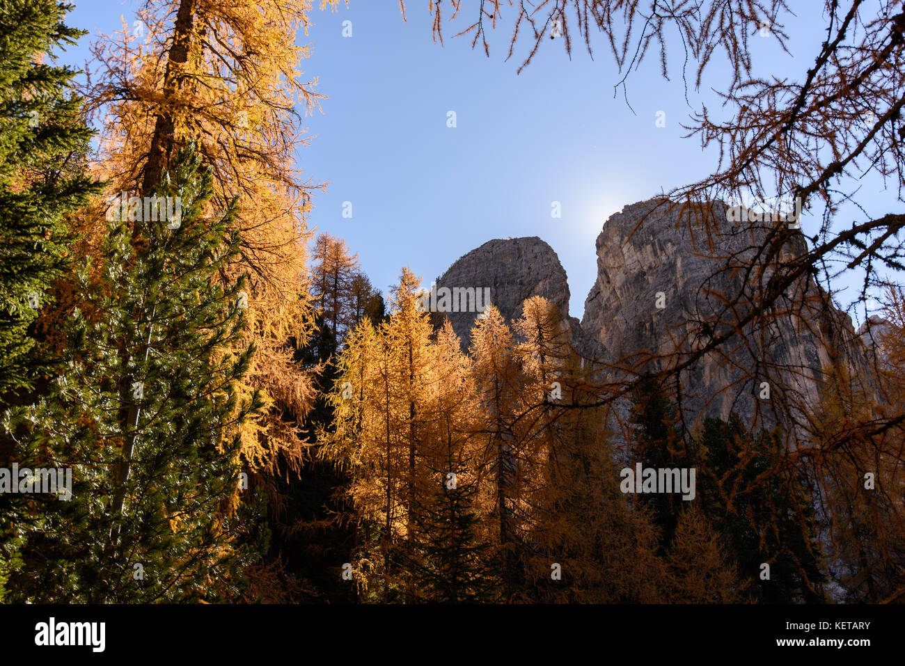 Dolomites. Wonder in the larch forest. Autumn Stock Photo - Alamy