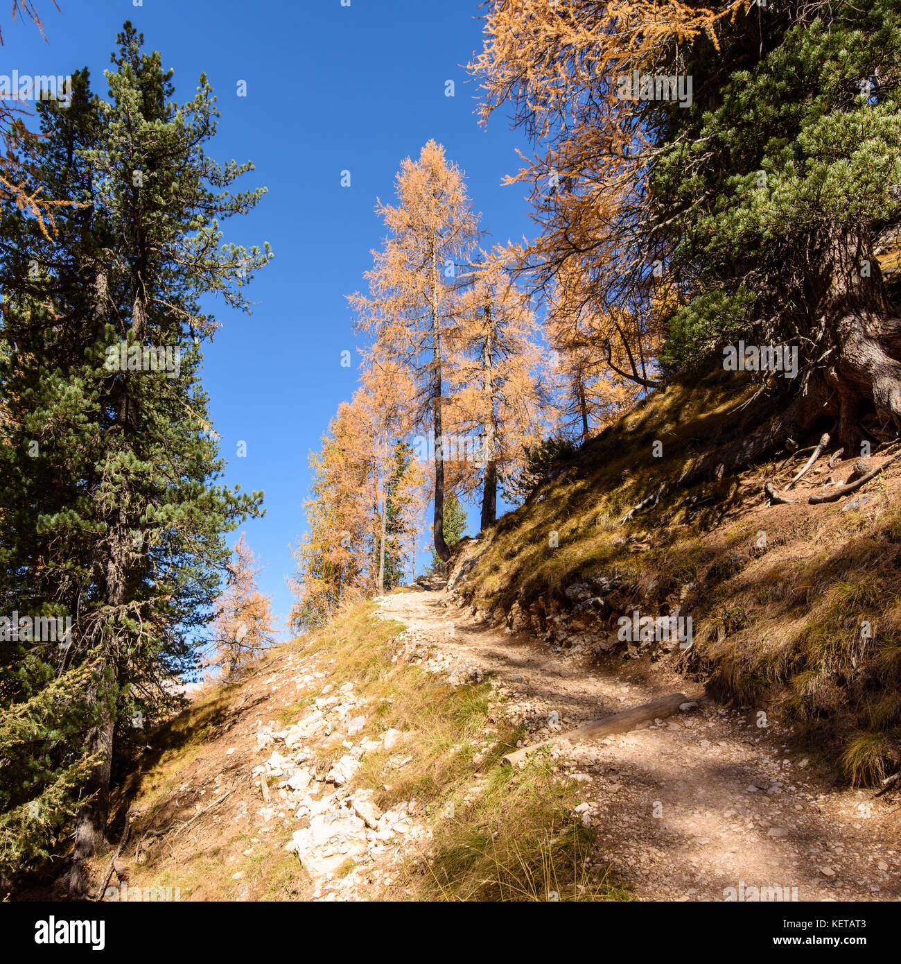 Dolomites. Wonder in the larch forest. Autumn Stock Photo - Alamy