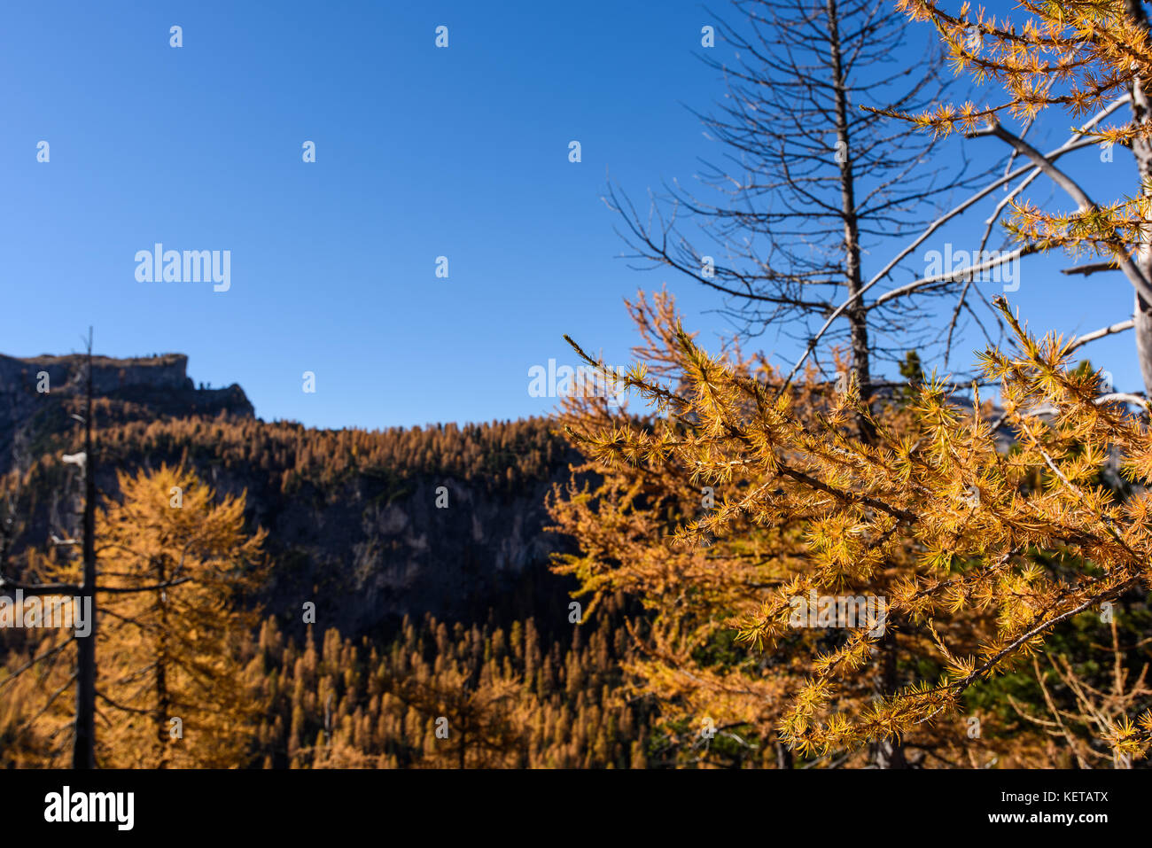 Dolomites. Wonder in the larch forest. Autumn Stock Photo - Alamy