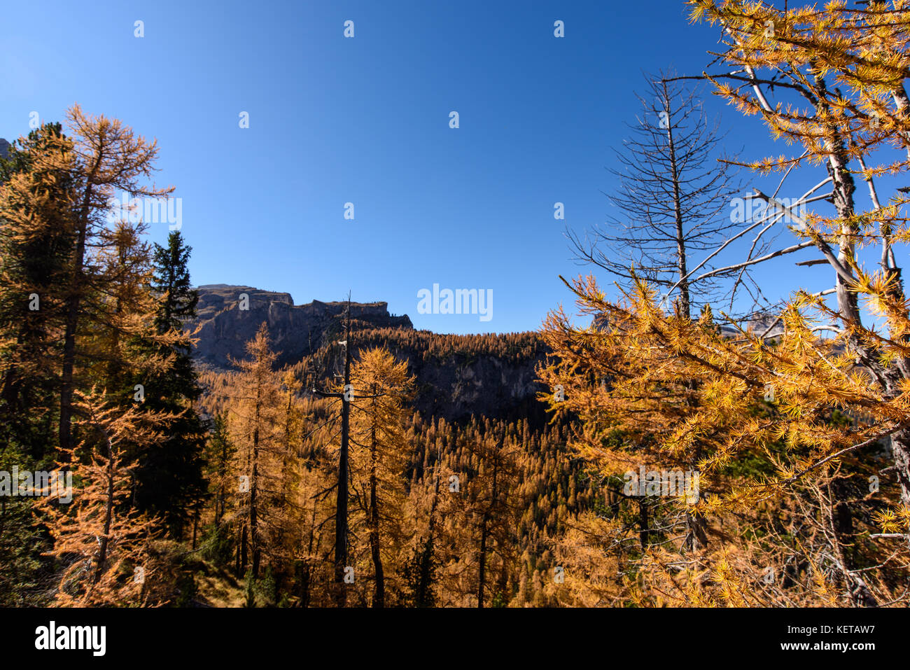 Dolomites. Wonder in the larch forest. Autumn Stock Photo - Alamy