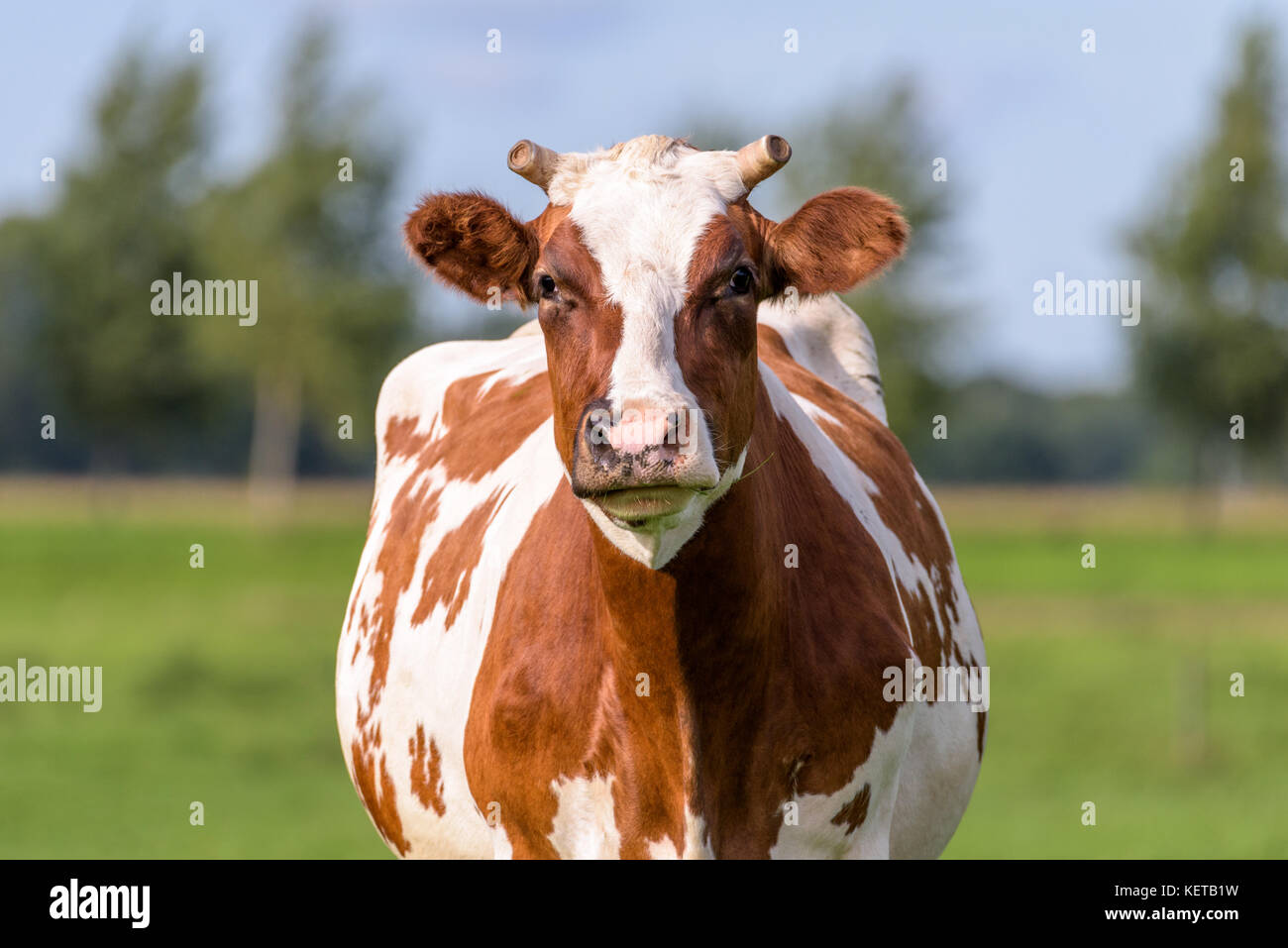 Close up frontal portrait of a brown with white cow. The cow is ...