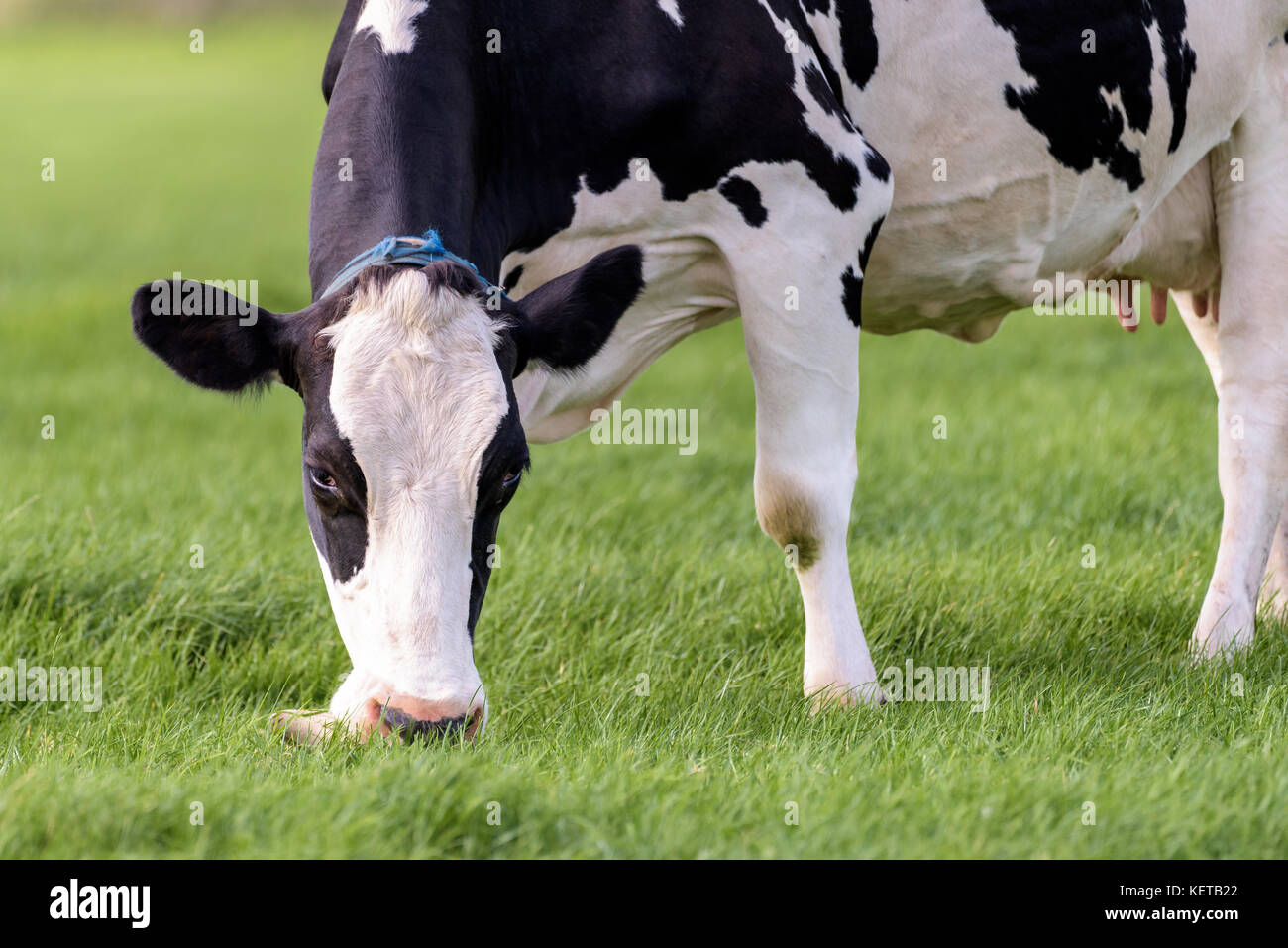 Close up of a black and white dutch cow that is grazing in a field during summer. Stock Photo
