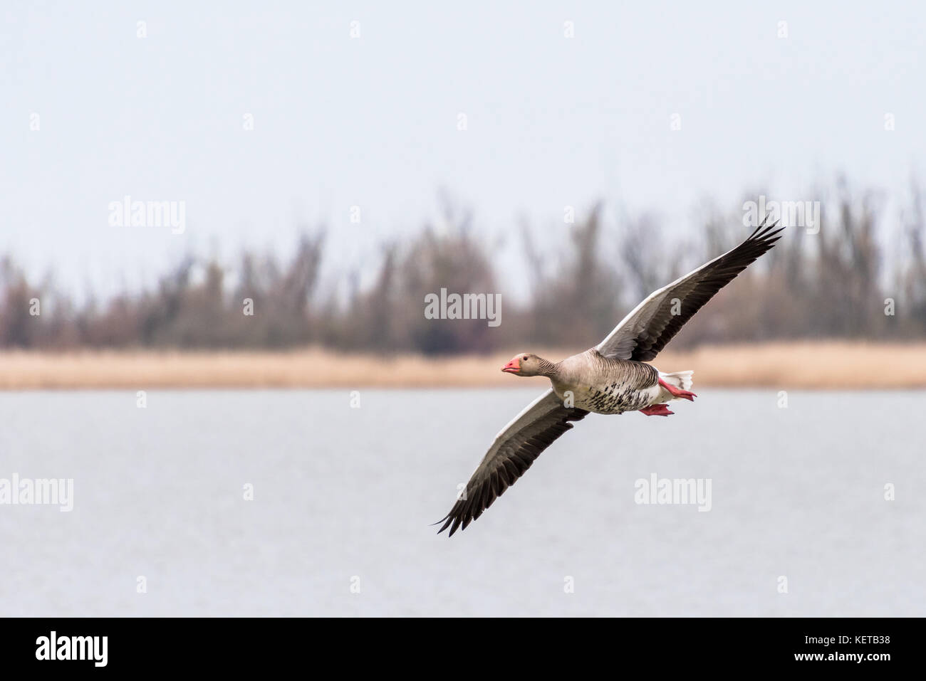 A greylag goose is flying over the water of a lake with wetlands in the background. Stock Photo