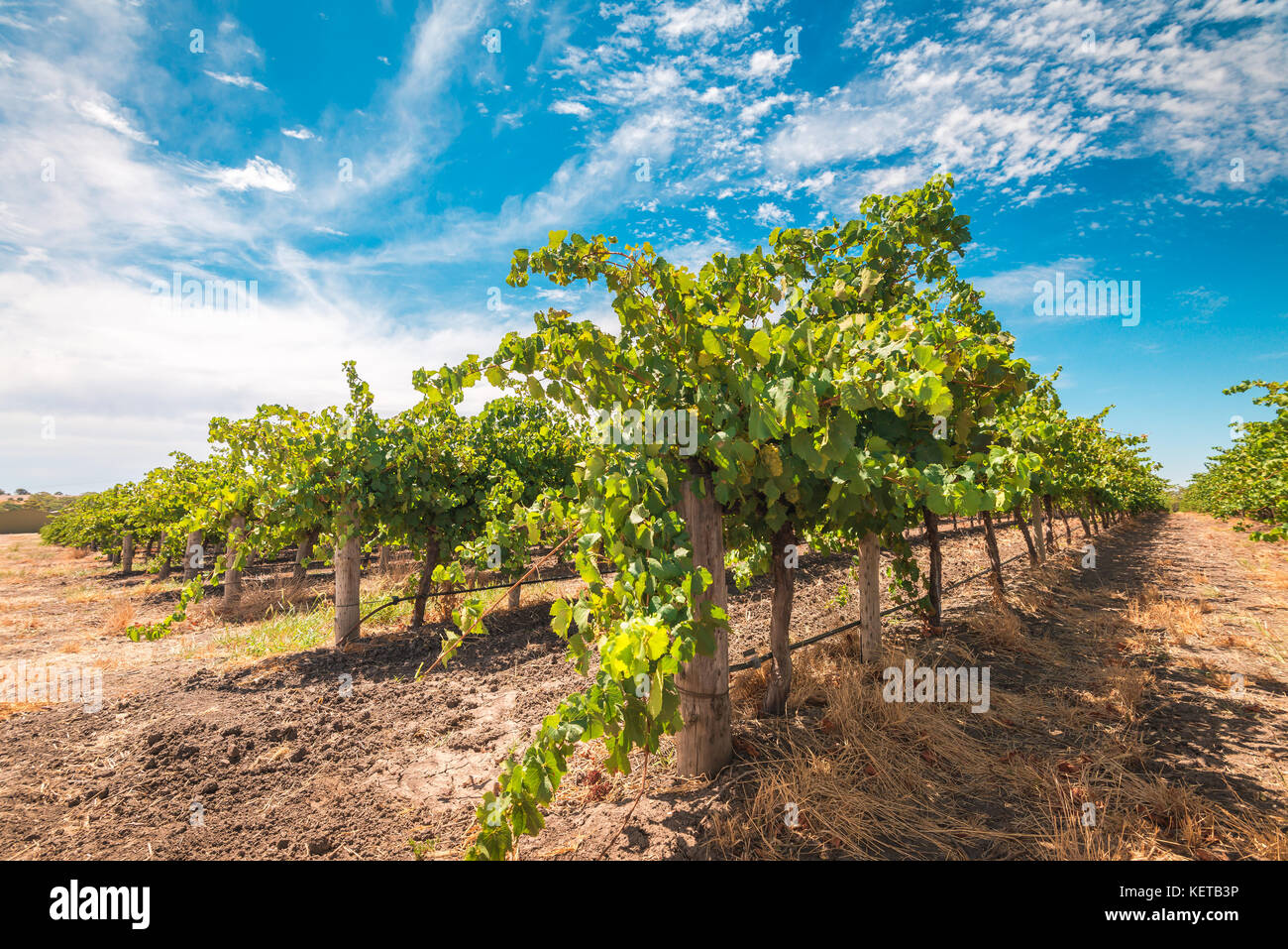 Grapevine field in Barossa valley, South Australia Stock Photo