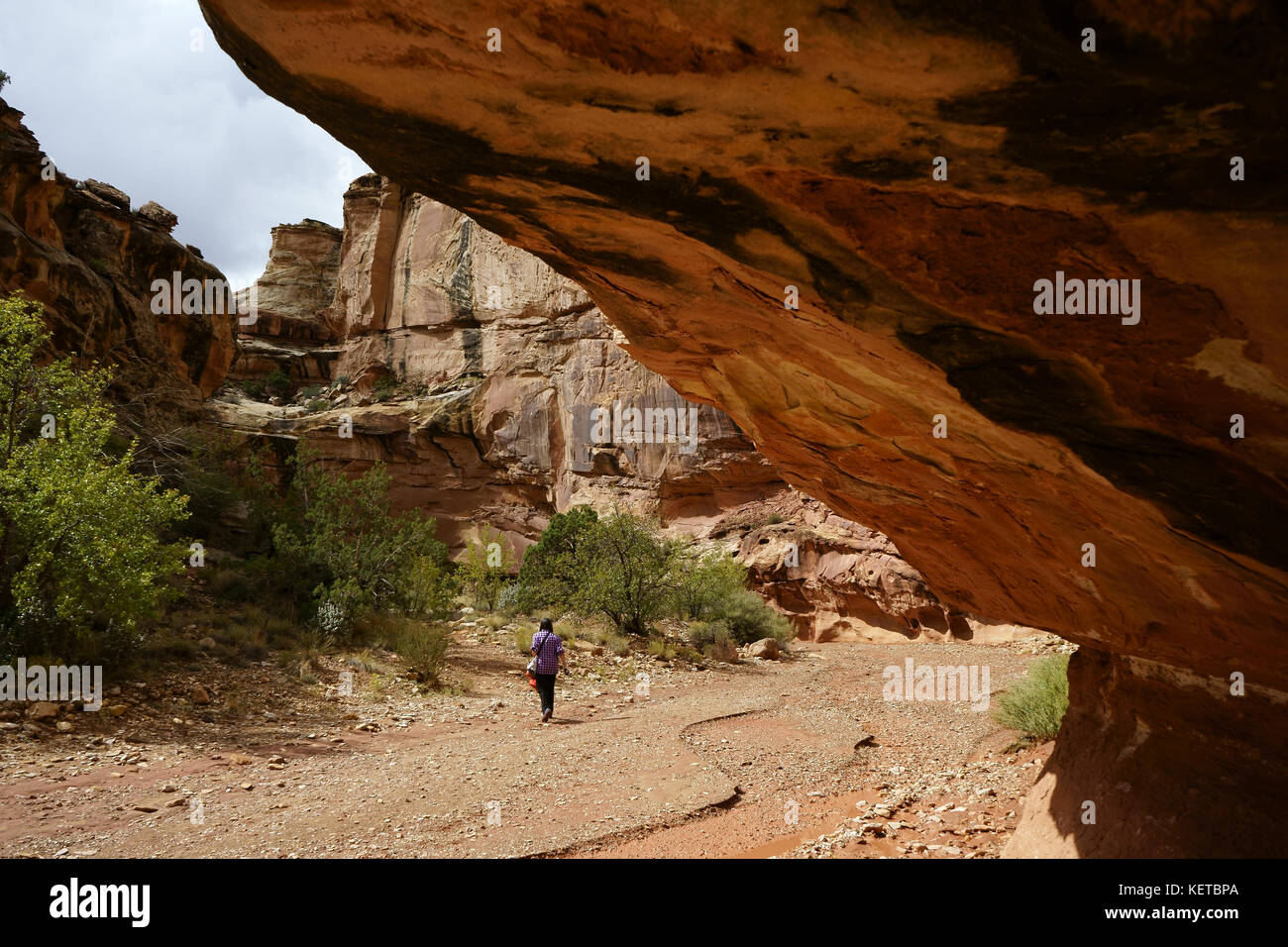 Hiker in  Grand Wash canyon,  Capital Reef National Park, Utah, USA Stock Photo