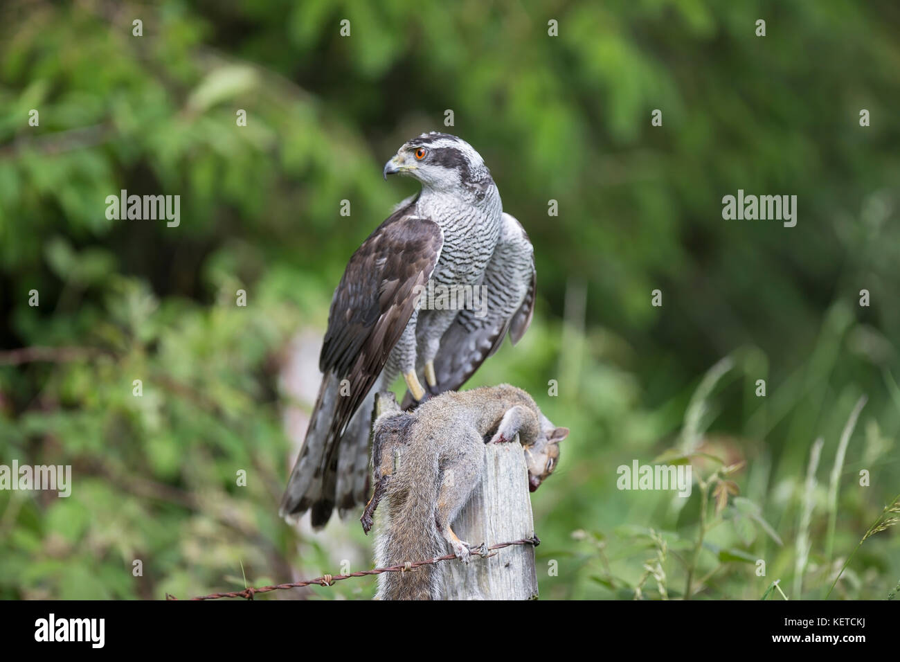 Goshawk  Accipiter Gentilis perched on a wooden post with squirrel prey, taken under controlled conditions Stock Photo