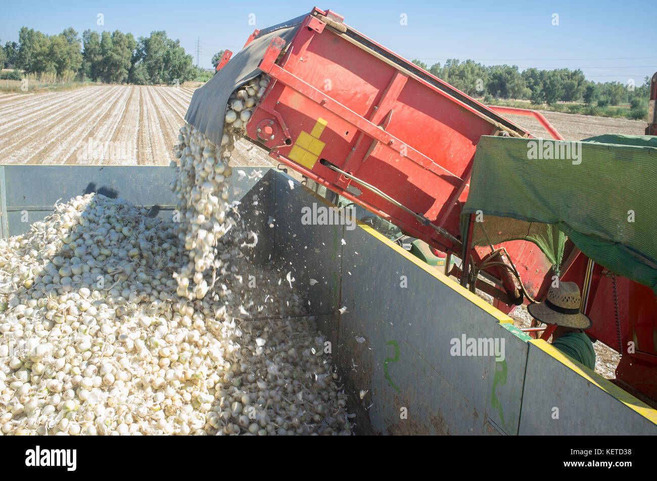 Onions harvester at work. Machine 