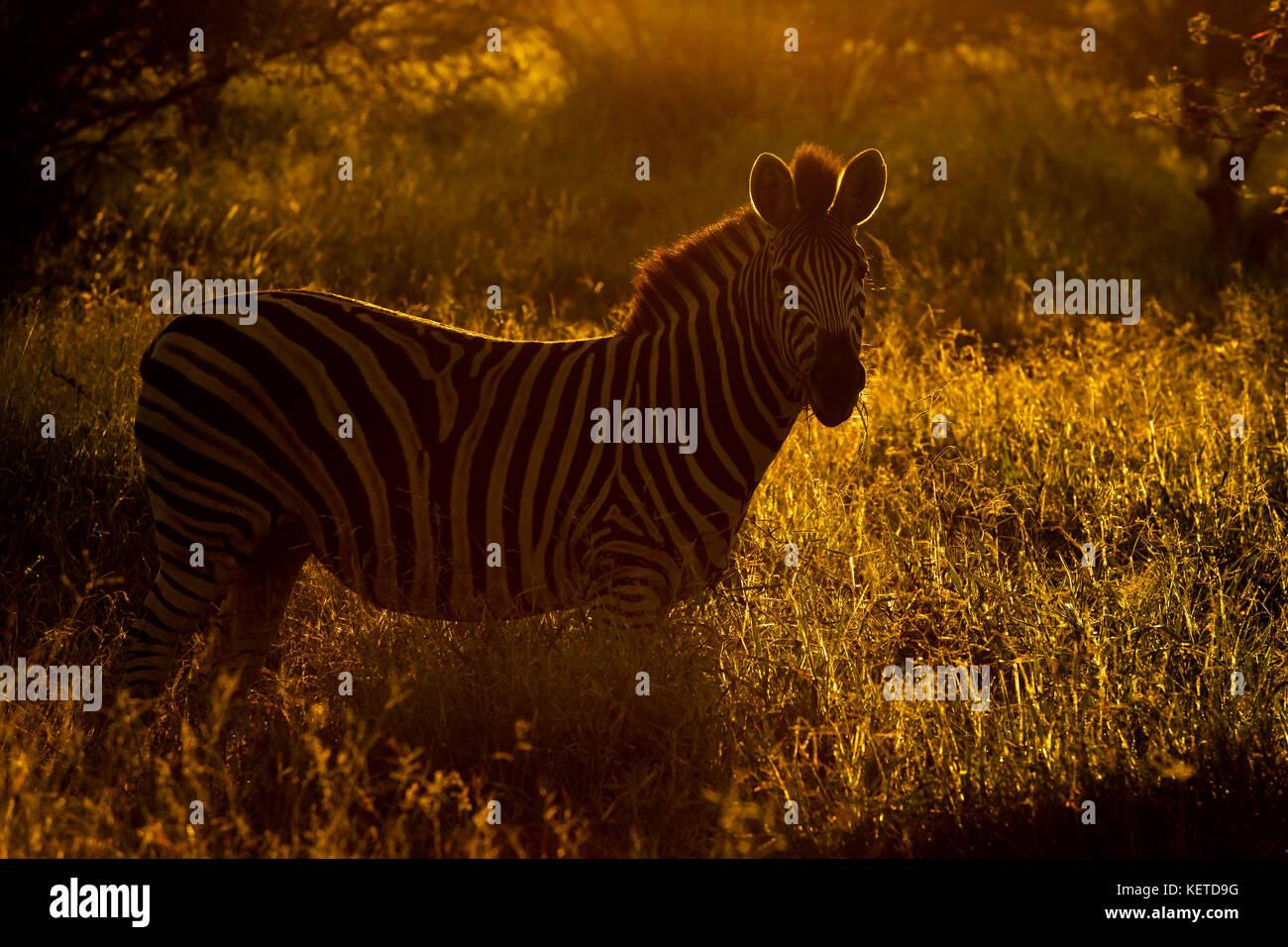 Plains zebra (Equus quagga), looking at camera, backlit on savanna during sunrise, Kruger National Park, South Africa Stock Photo