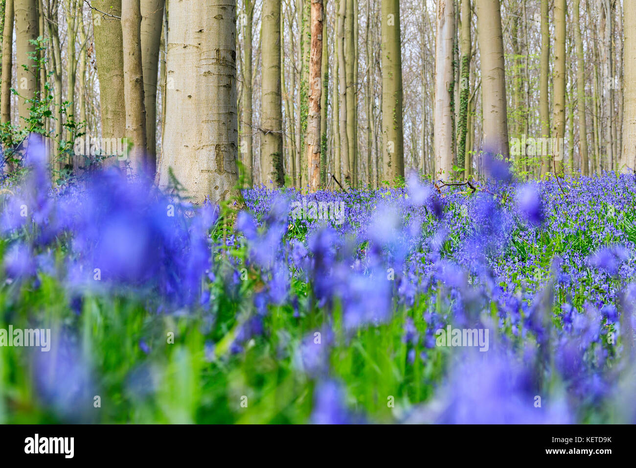 Purple carpet of blooming bluebells framed by trunks of the giant Sequoia trees in the Hallerbos forest Halle Belgium Europe Stock Photo