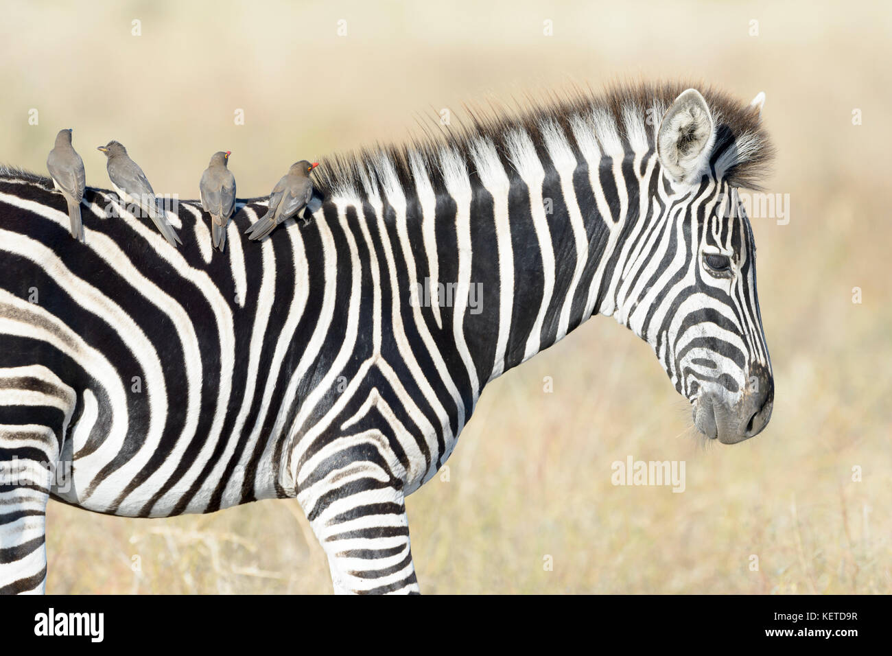 Red-billed oxpecker (Buphagus erythrorhyncus) on Plains zebra 