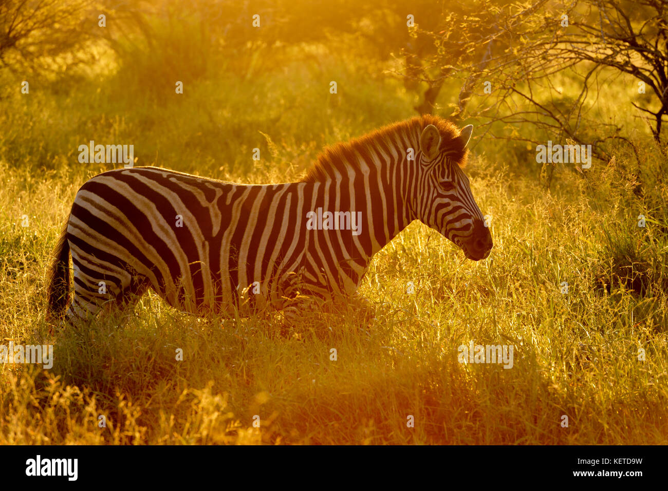 Bush Sunrise With Silhouette High Resolution Stock Photography and ...
