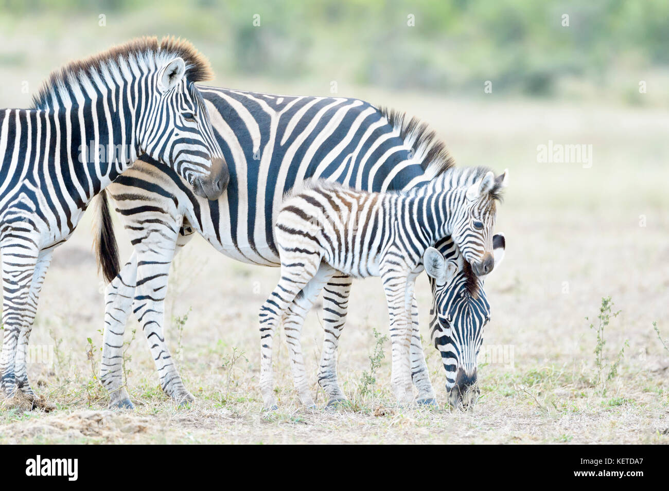 Plains zebra (Equus quagga) foal leaning against mother on savanna, Kruger National Park, South