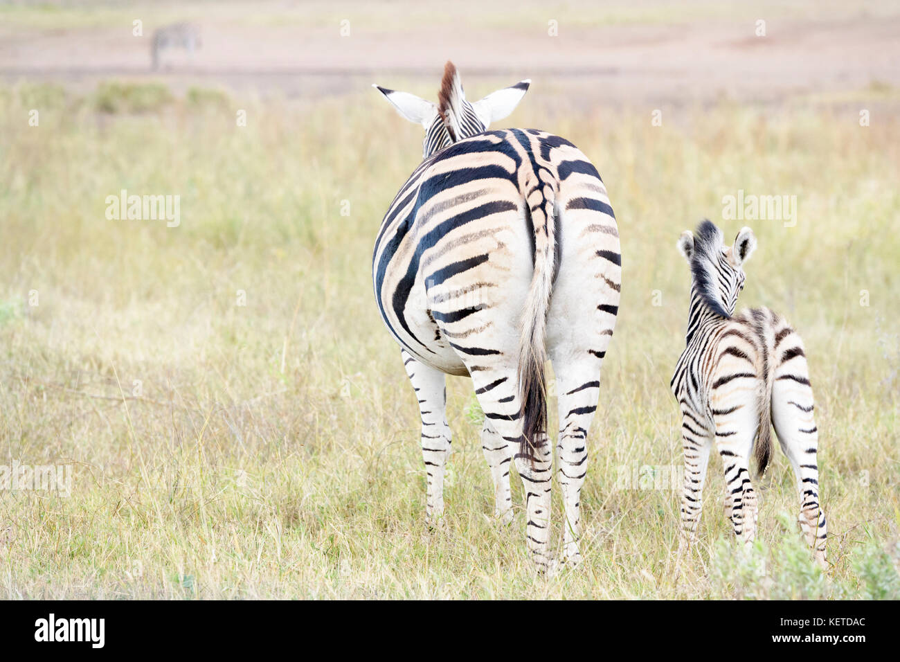 Plains zebra (Equus quagga) mother and foal on savanna, seen from behind, Kruger National Park, South Africa Stock Photo
