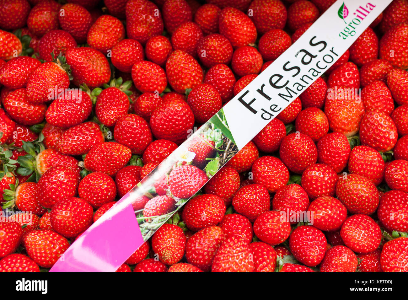 Box of freshly harvested Spanish strawberries from Manacor for sale