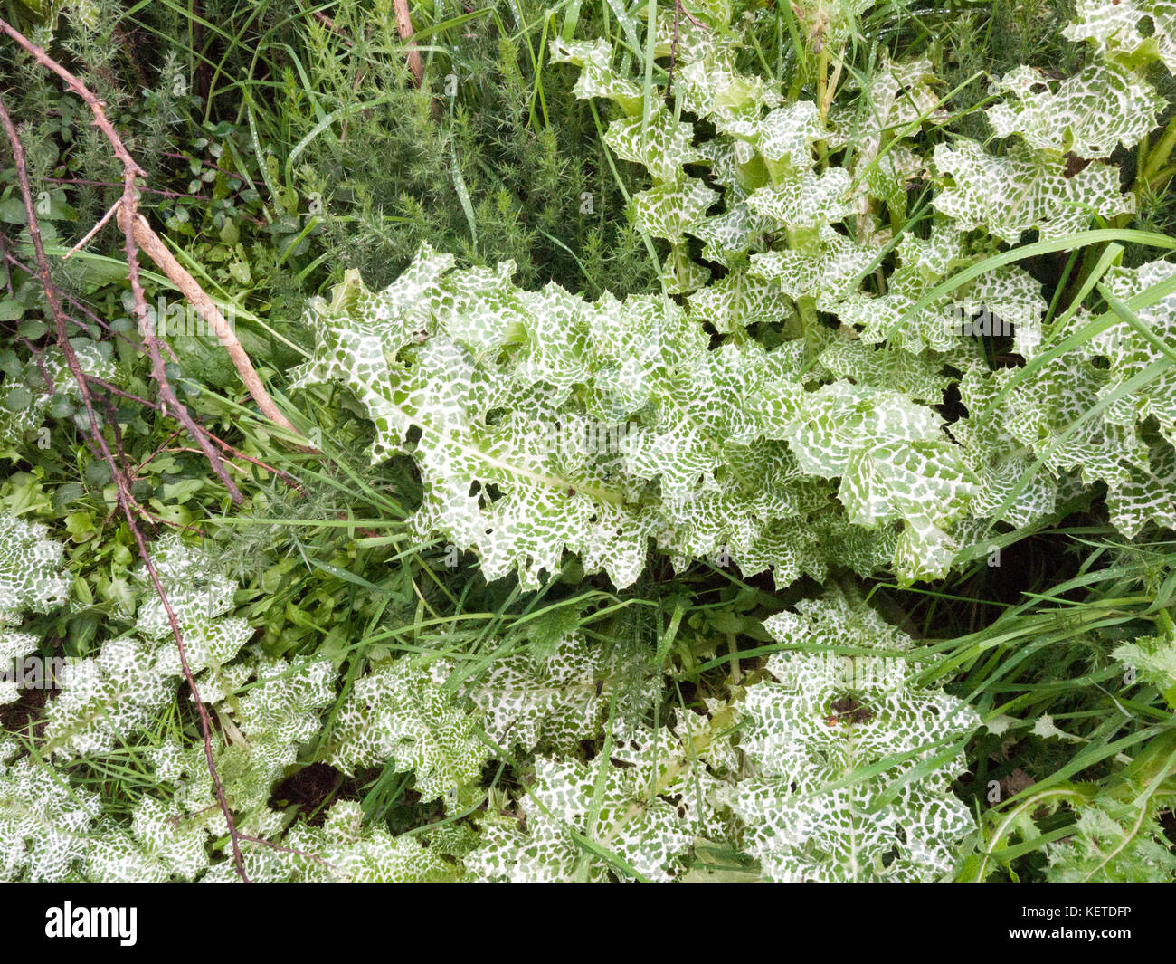 beautiful variegated green and white plant leaves on floor; essex