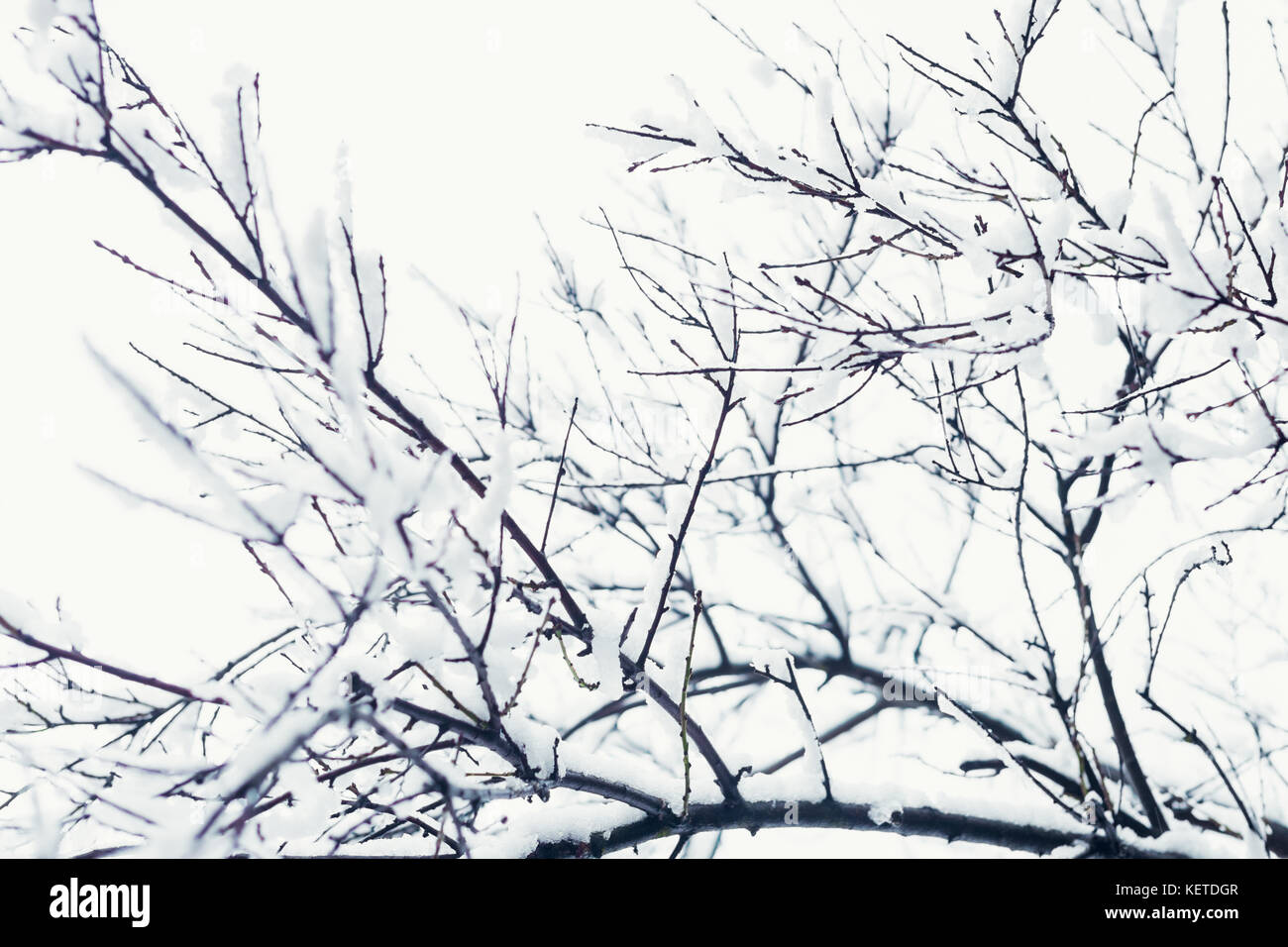 Tree branches covered in snow, winter abstract background Stock Photo ...