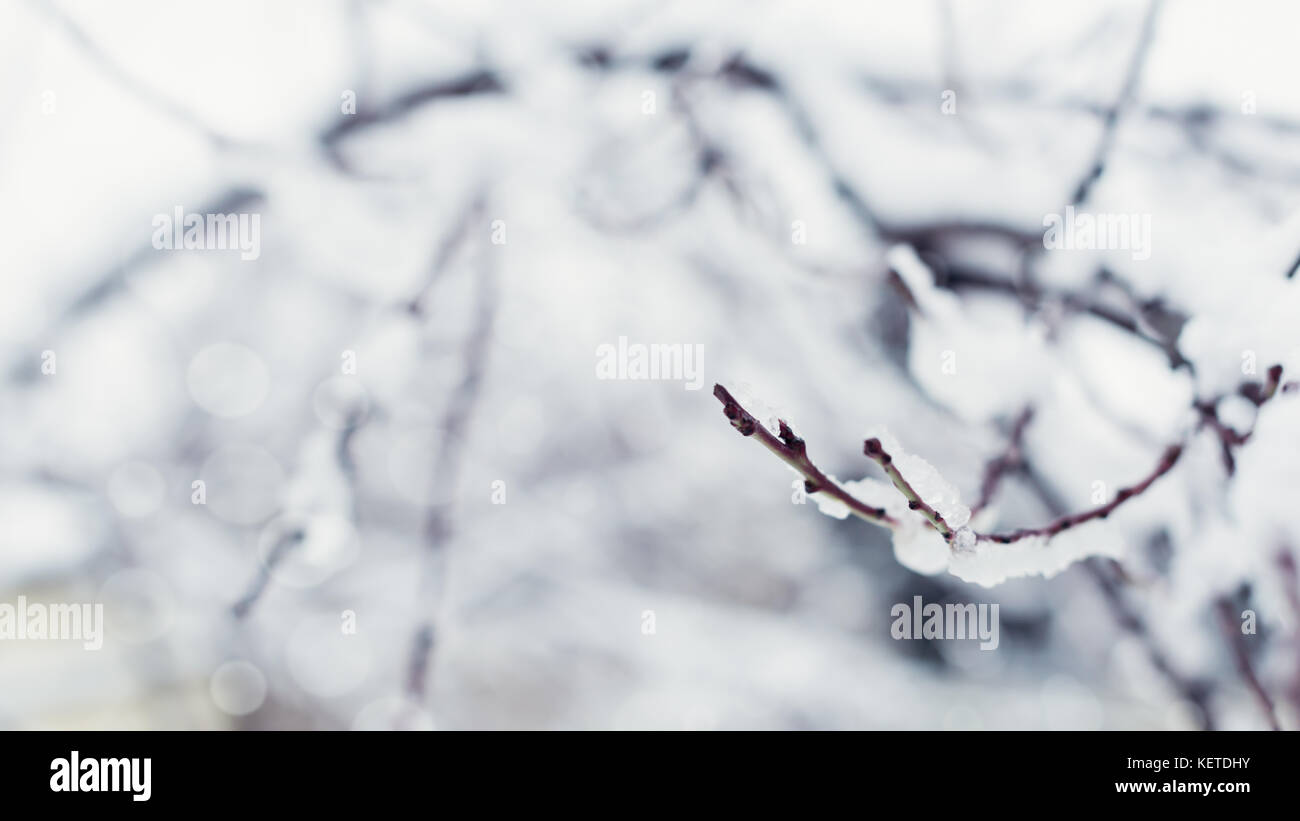 Tree branches covered in snow, winter abstract background Stock Photo ...