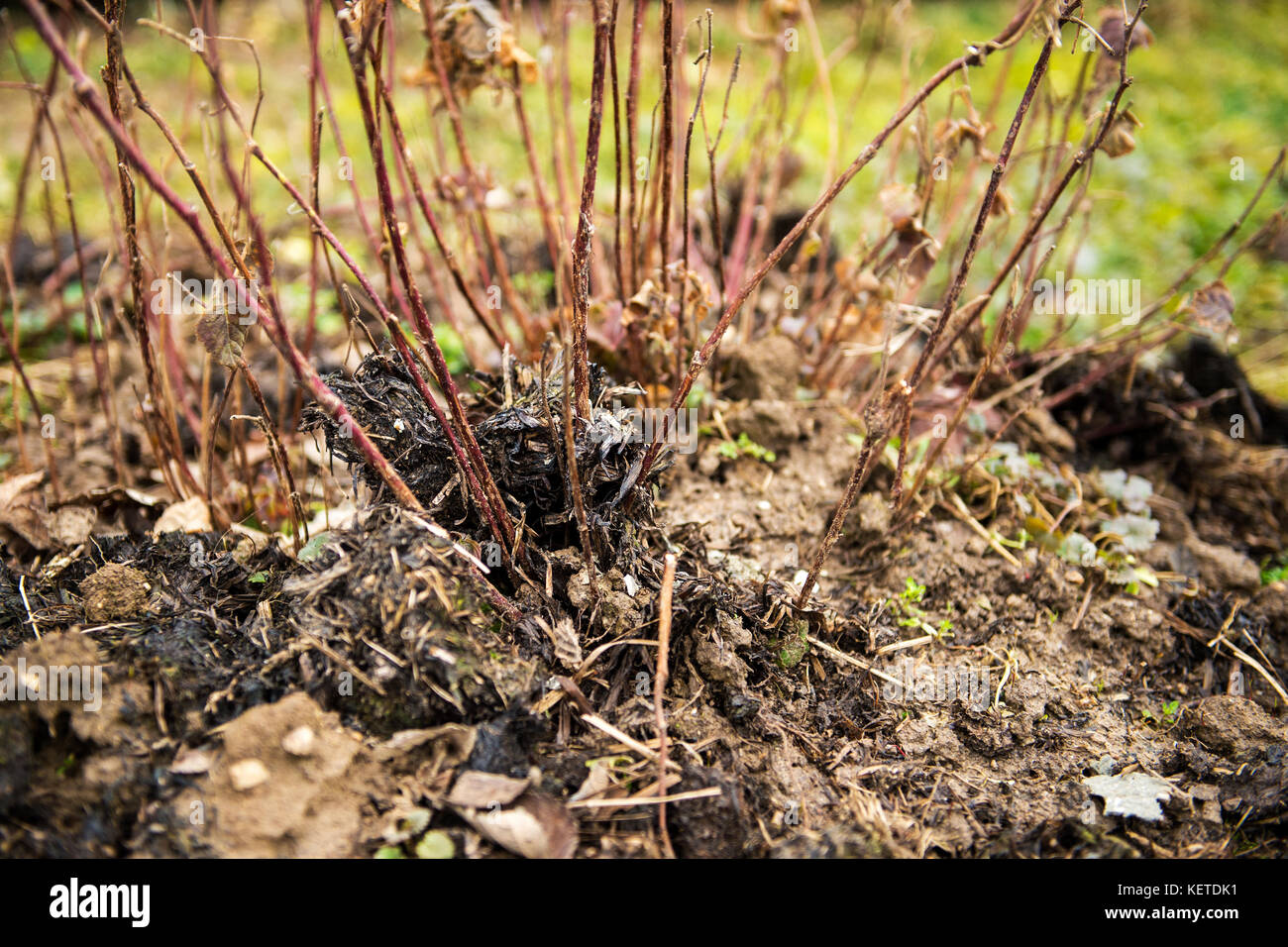 Fertilising manure around blackberries plants. Spring garden concept