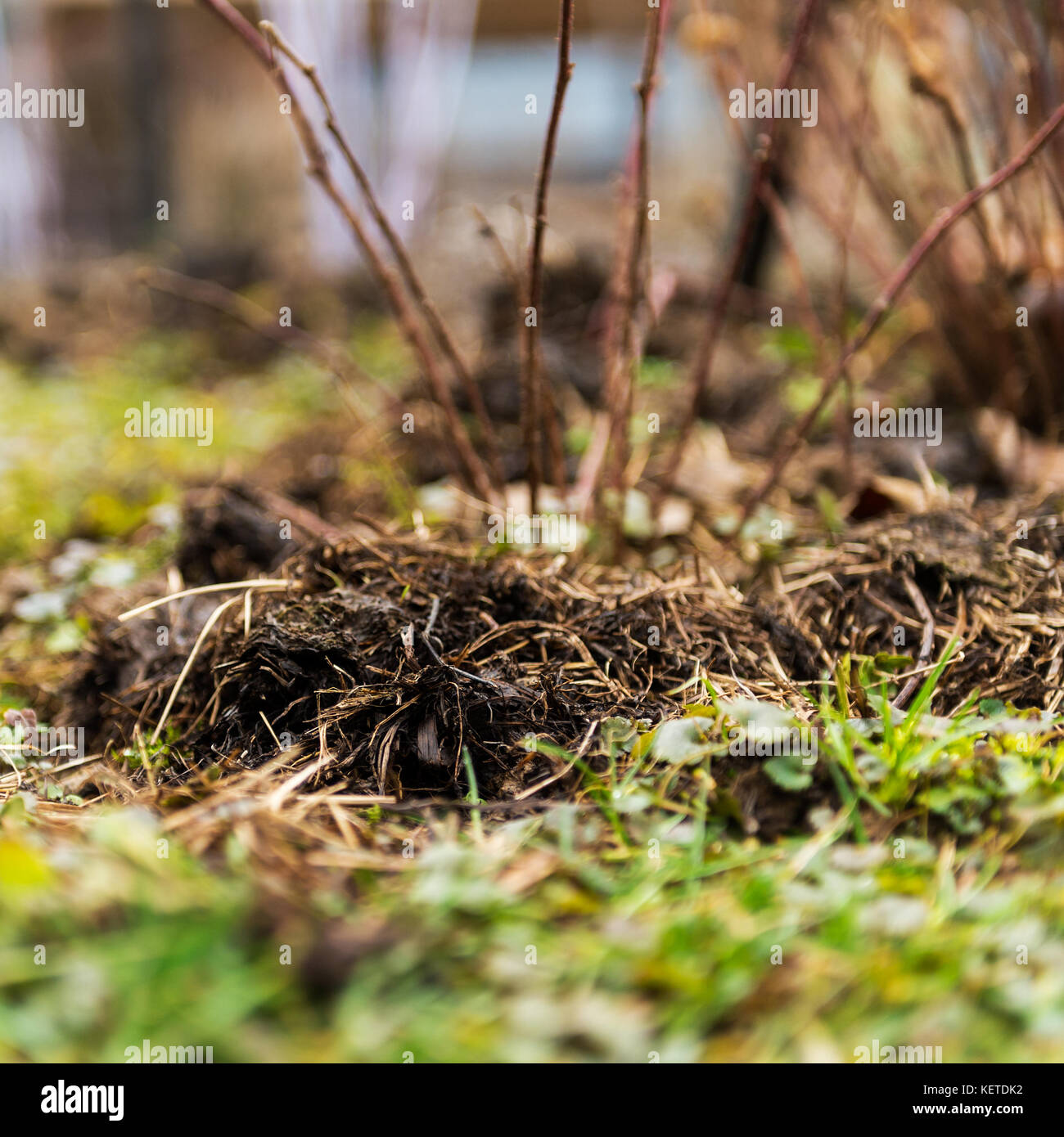Fertilising manure around blackberries plants. Spring garden concept