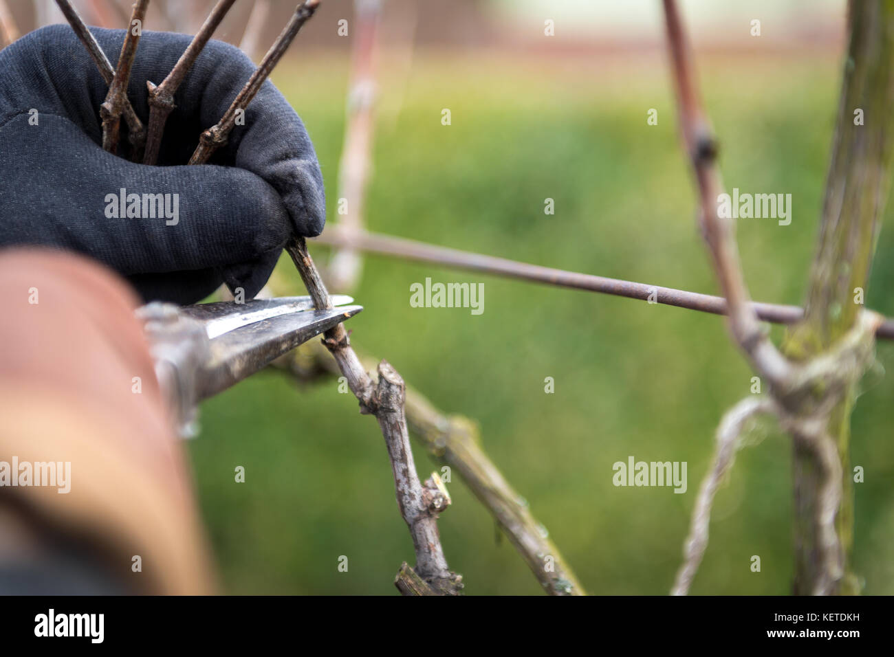 Pruning Grape Vine Winter High Resolution Stock Photography and Images