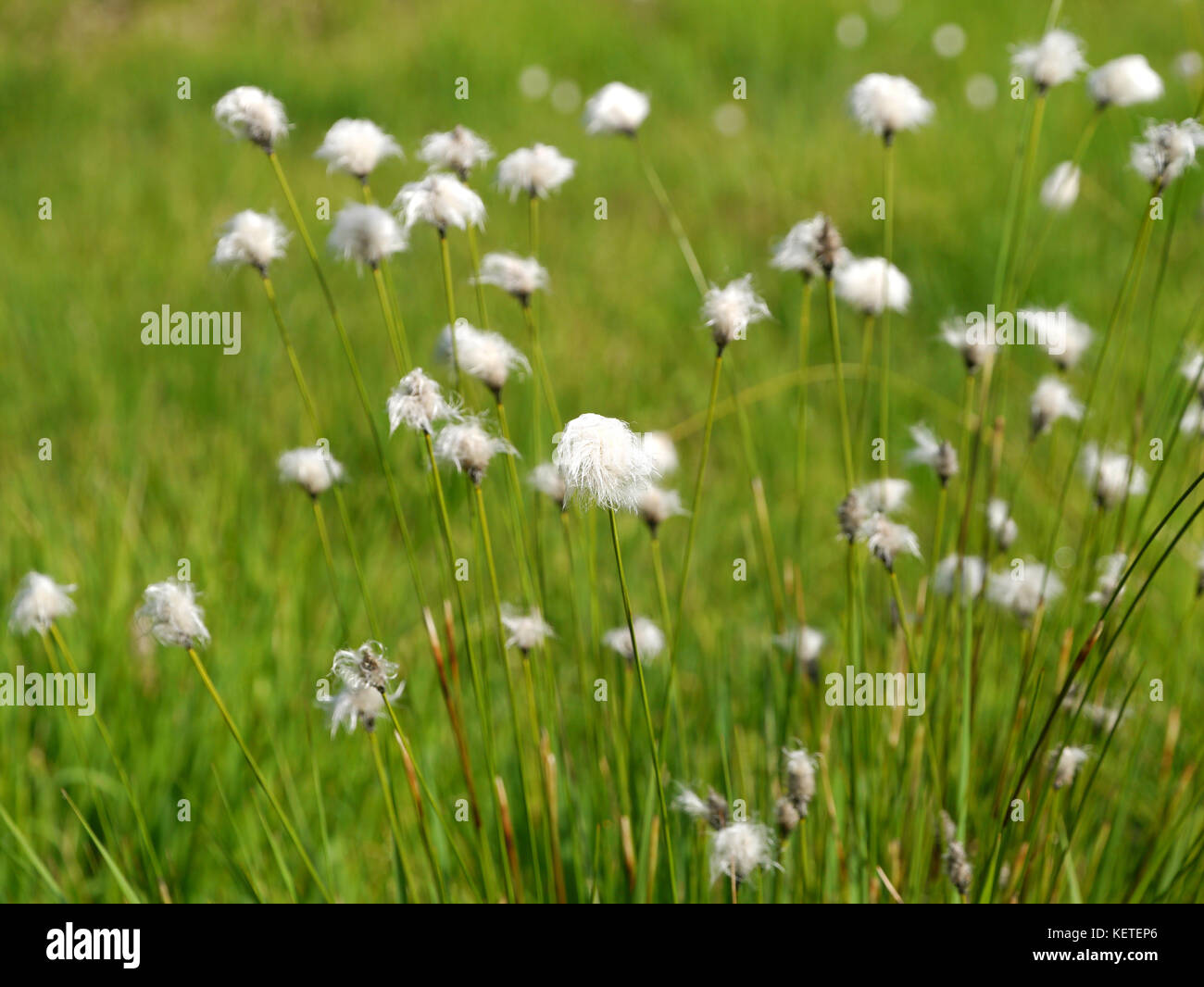 seed head from hare´s-tail cottongrass Stock Photo