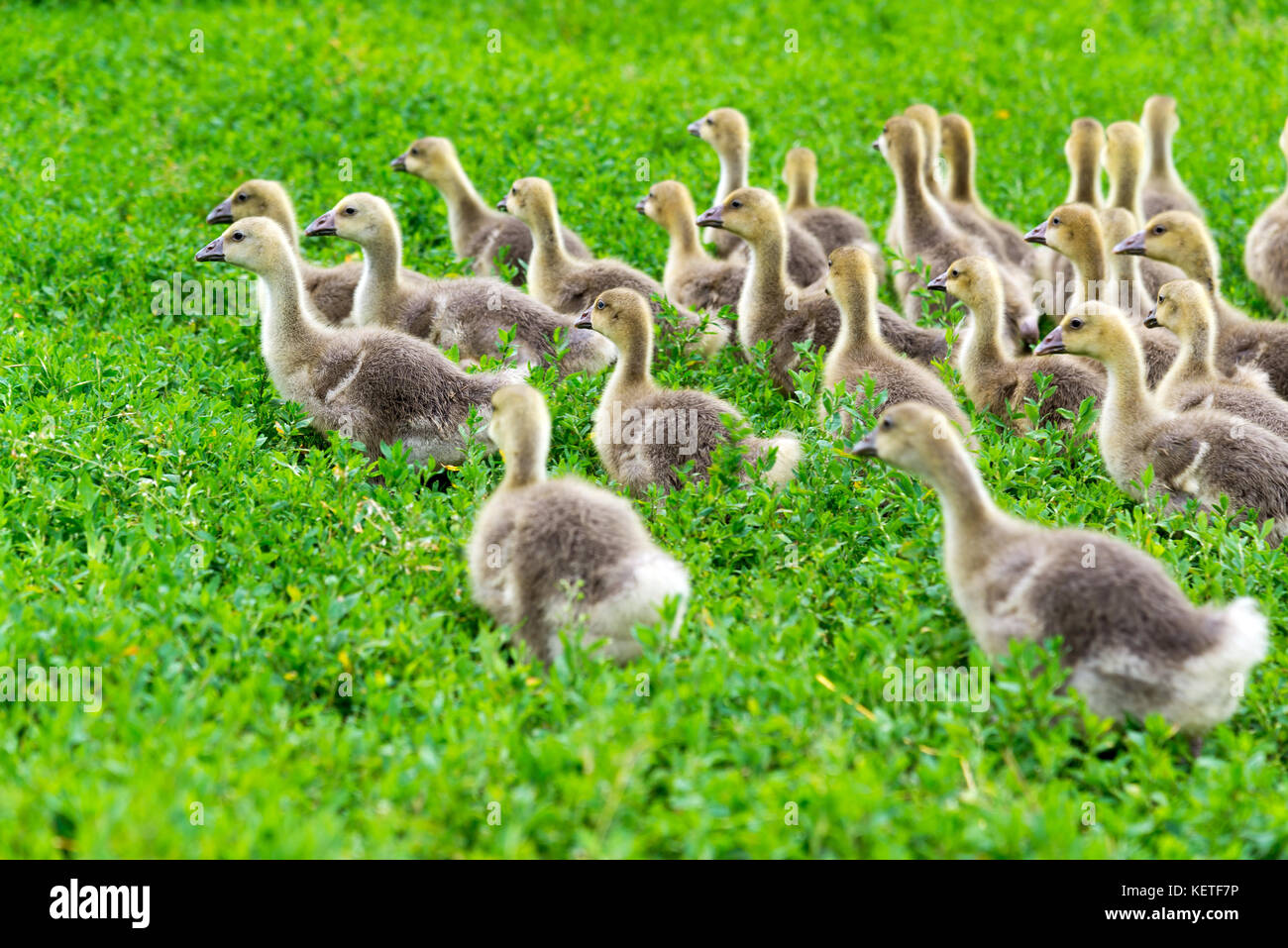 young goose at age of 1 month walking on grass Stock Photo