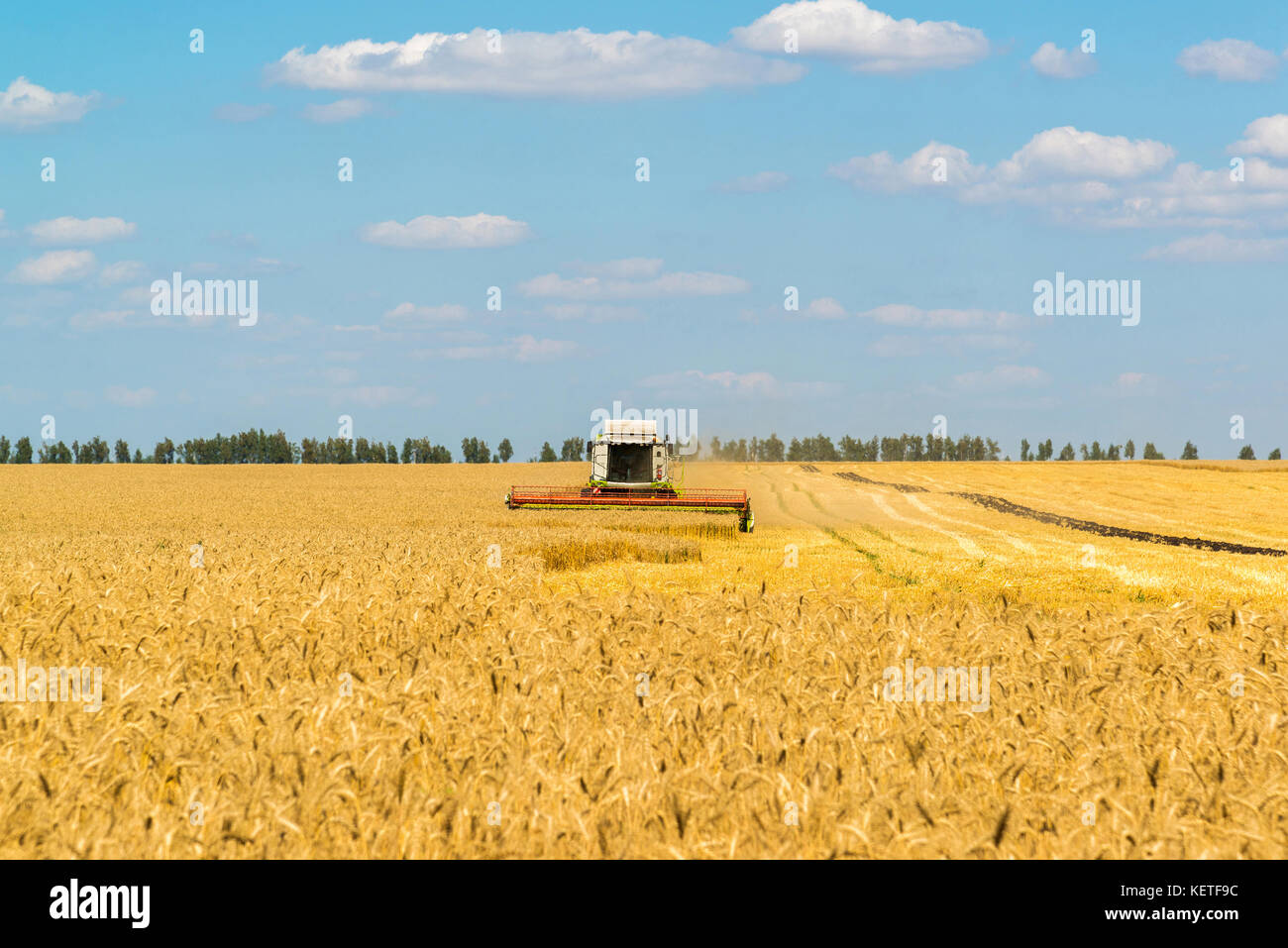 The combine works on Big Field of Ripe Wheat. Russia Stock Photo