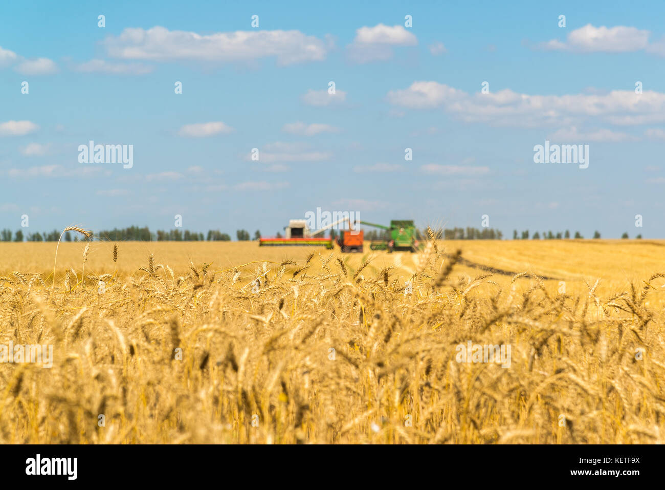 Agriculture in Russia. The growing grain Stock Photo Alamy