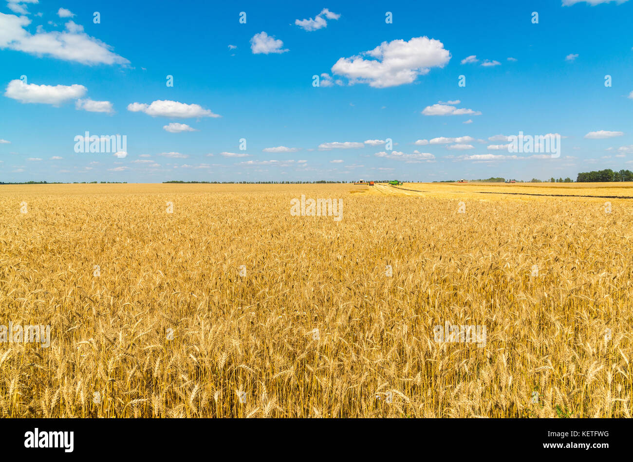 Ripe wheat field during harvesting. Russia Stock Photo
