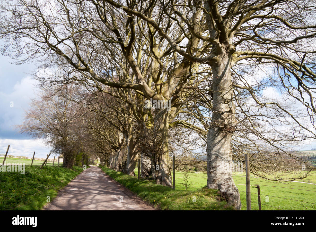 Beech trees on the Wessex Ridgeway Path in Wiltshire. Stock Photo