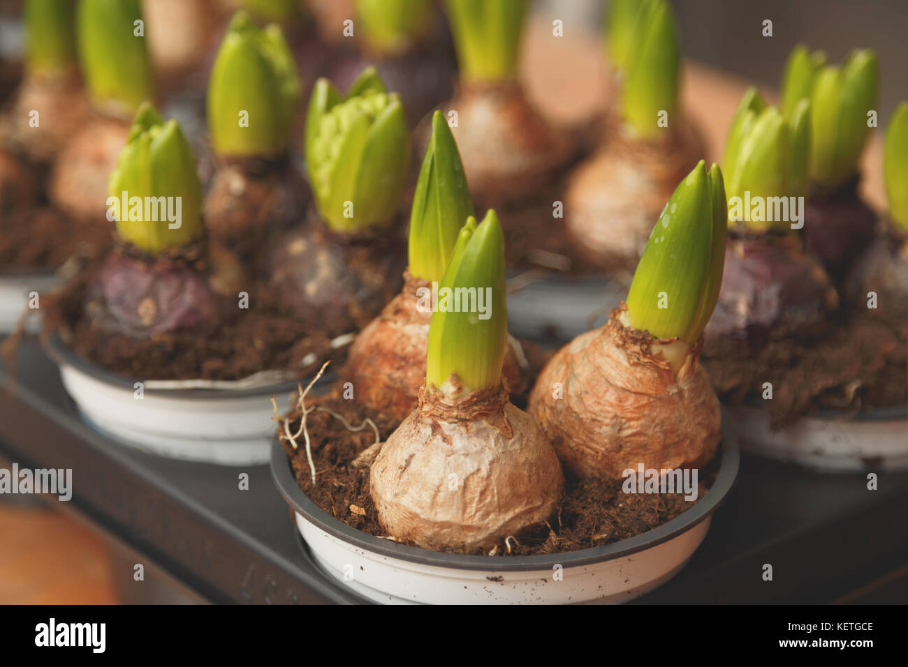 Flower bulbs in pots ready for planting in the flowerbed. Close up