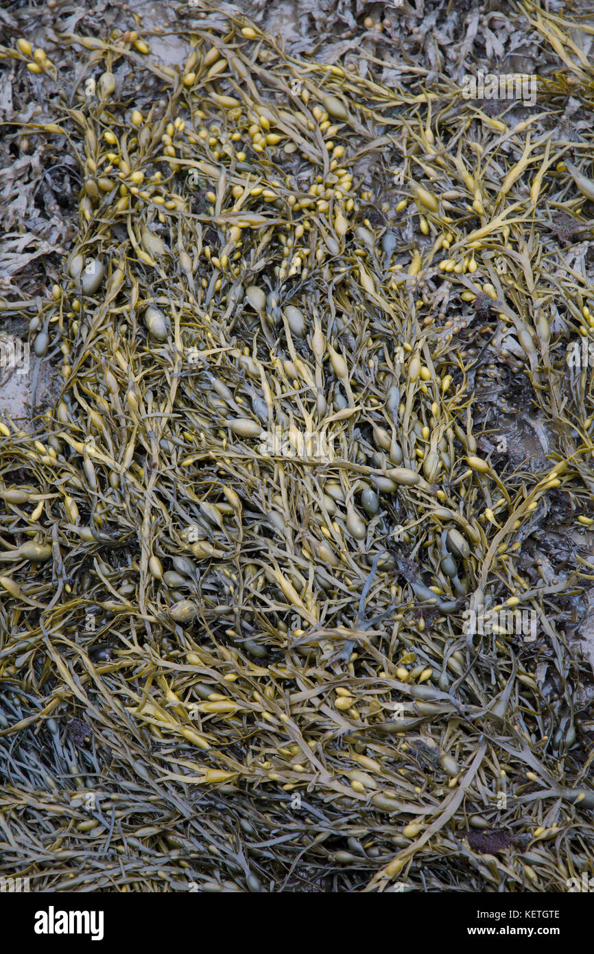 Green Seaweed Background Design Stock Photo - Alamy