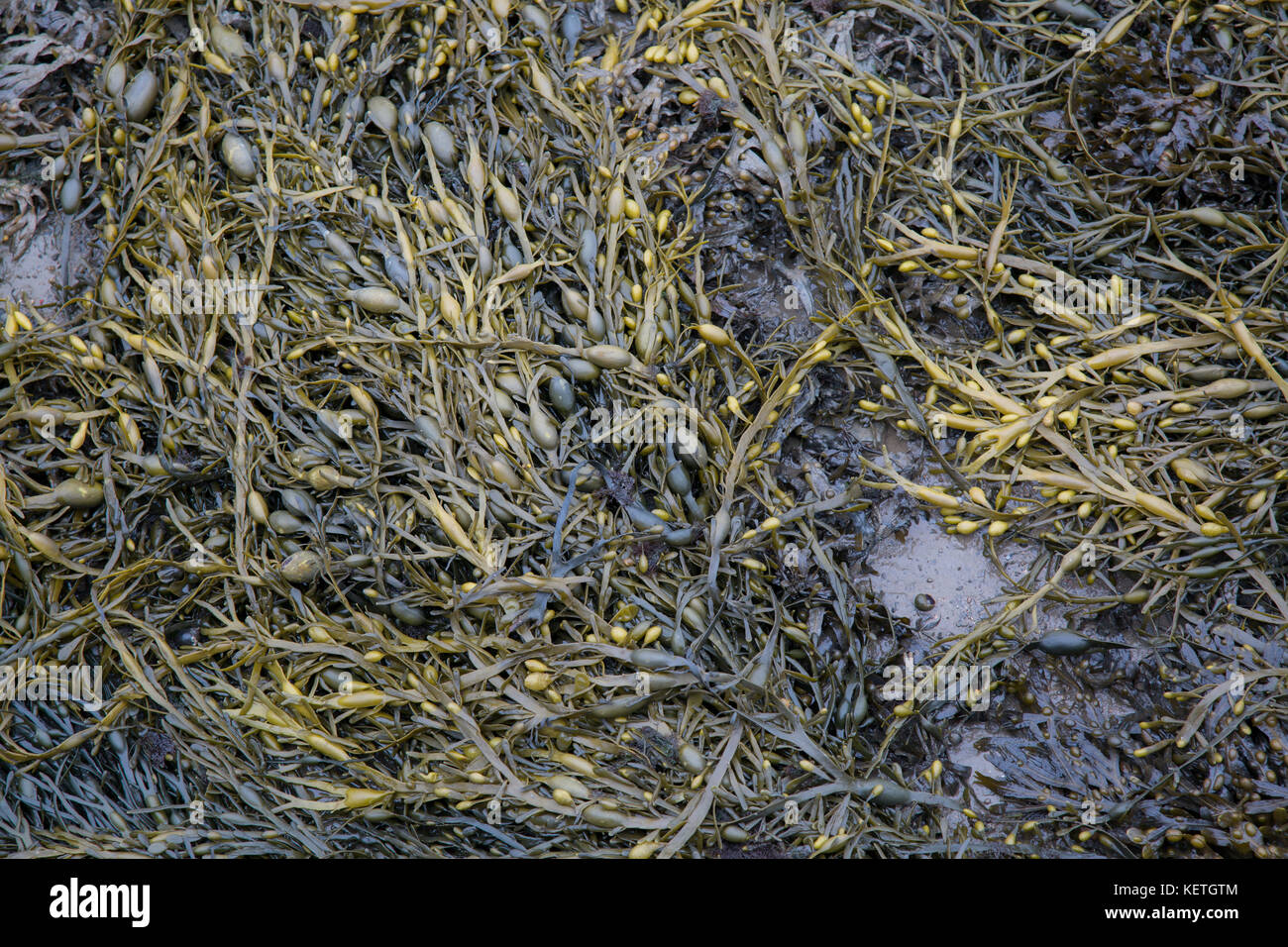 Green Seaweed Background Design Stock Photo - Alamy
