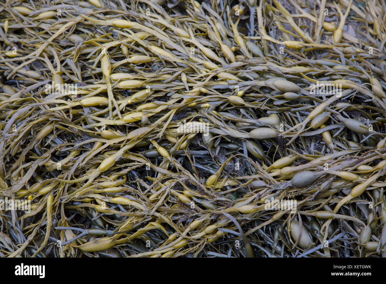 Green Seaweed Background Design Stock Photo - Alamy