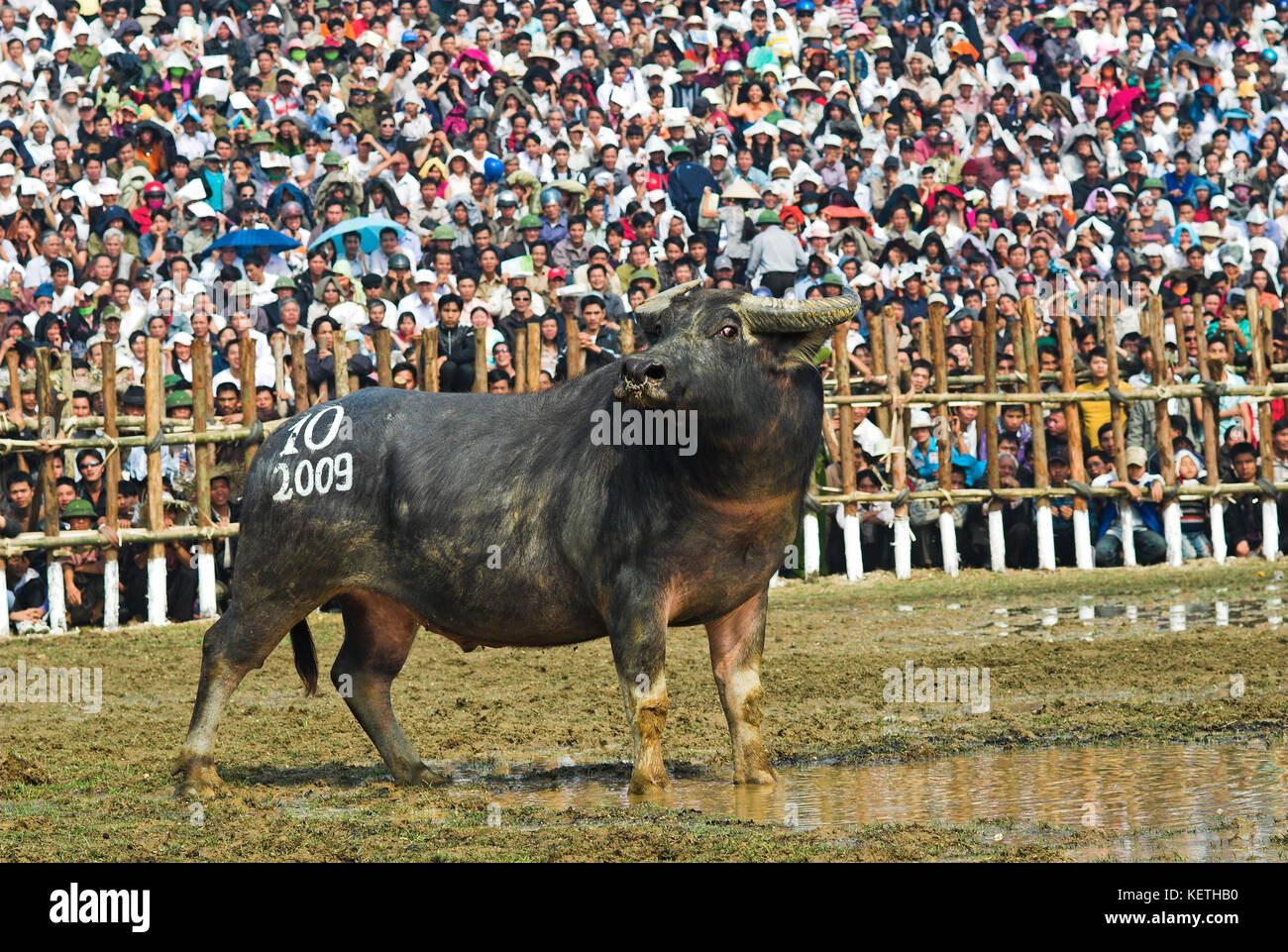 Water buffalo fighting traditional festival in North Vietnam Stock