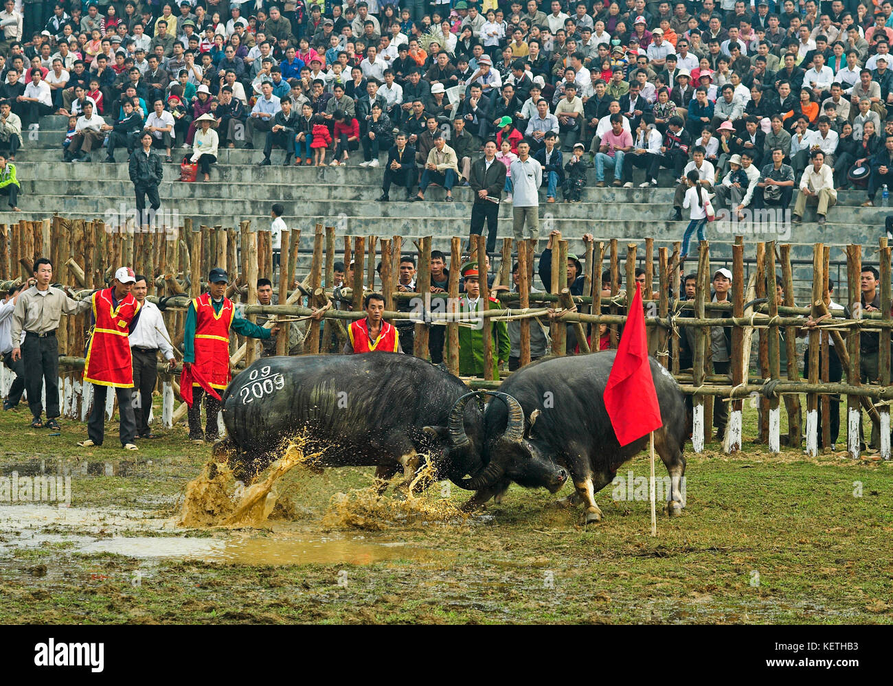 Water buffalo fighting traditional festival in North Vietnam Stock