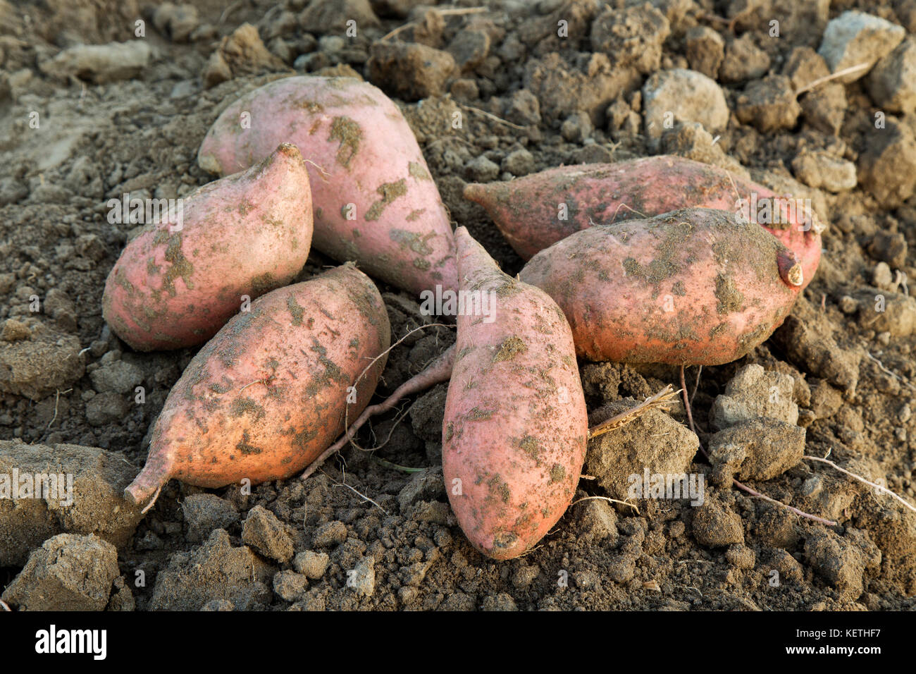 Kamote tubers, cultivar of Sweet Potato  'Ipomoea batatas'. Stock Photo
