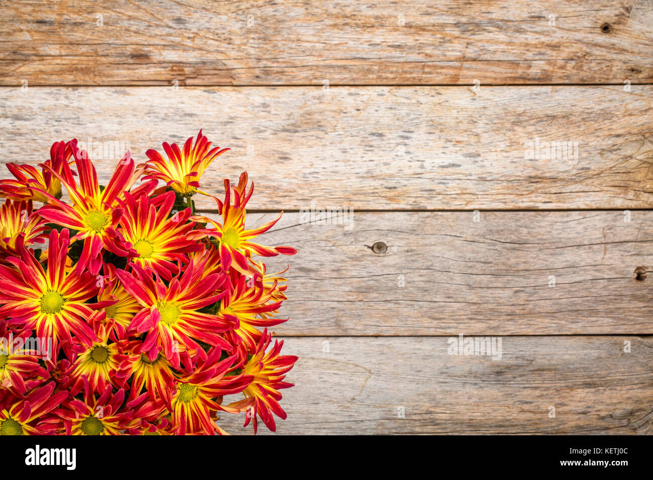 Pot mums hi-res stock photography and images - Alamy